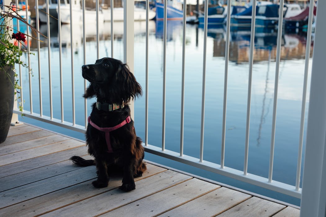 Morlo Dog Friendly Floating Cabin In West Wales