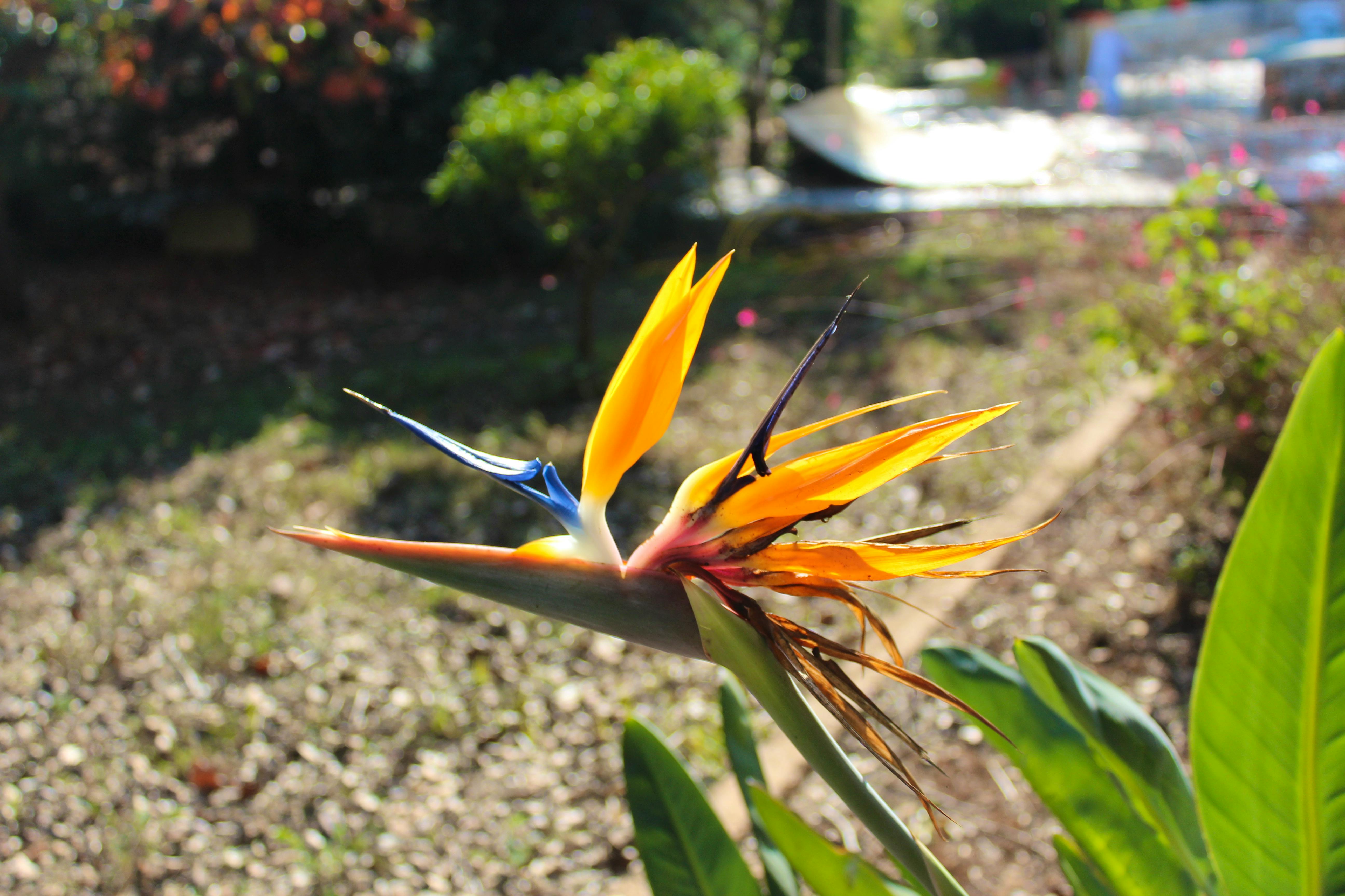 Beautiful plants and bushes and trees surround the property