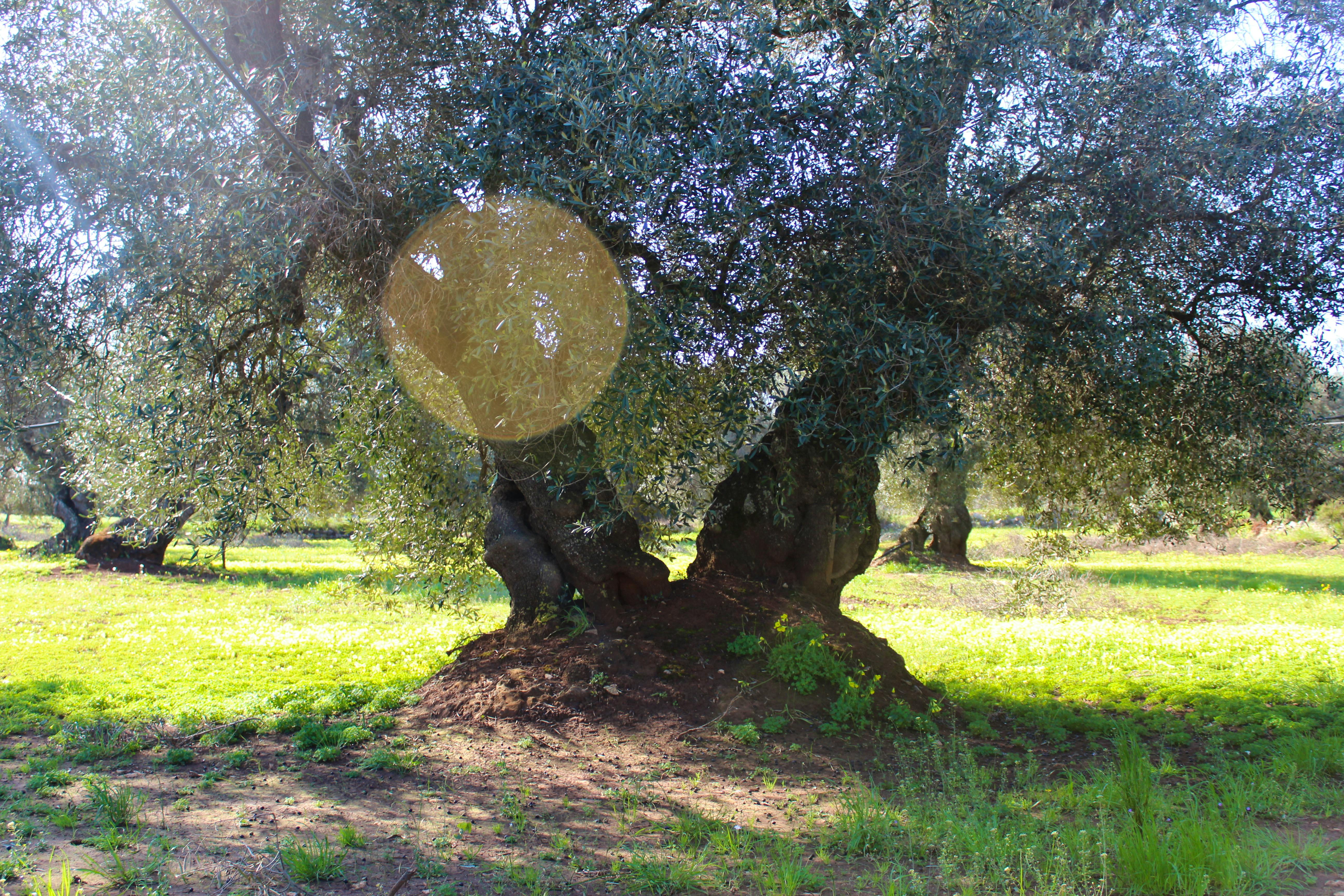 One of our iconic centuries-old olive trees