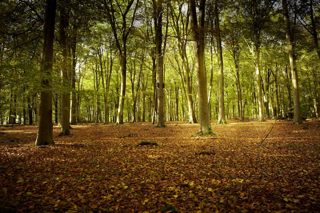 Luxury Woodland Accommodation In The Heart Of A Hampshire