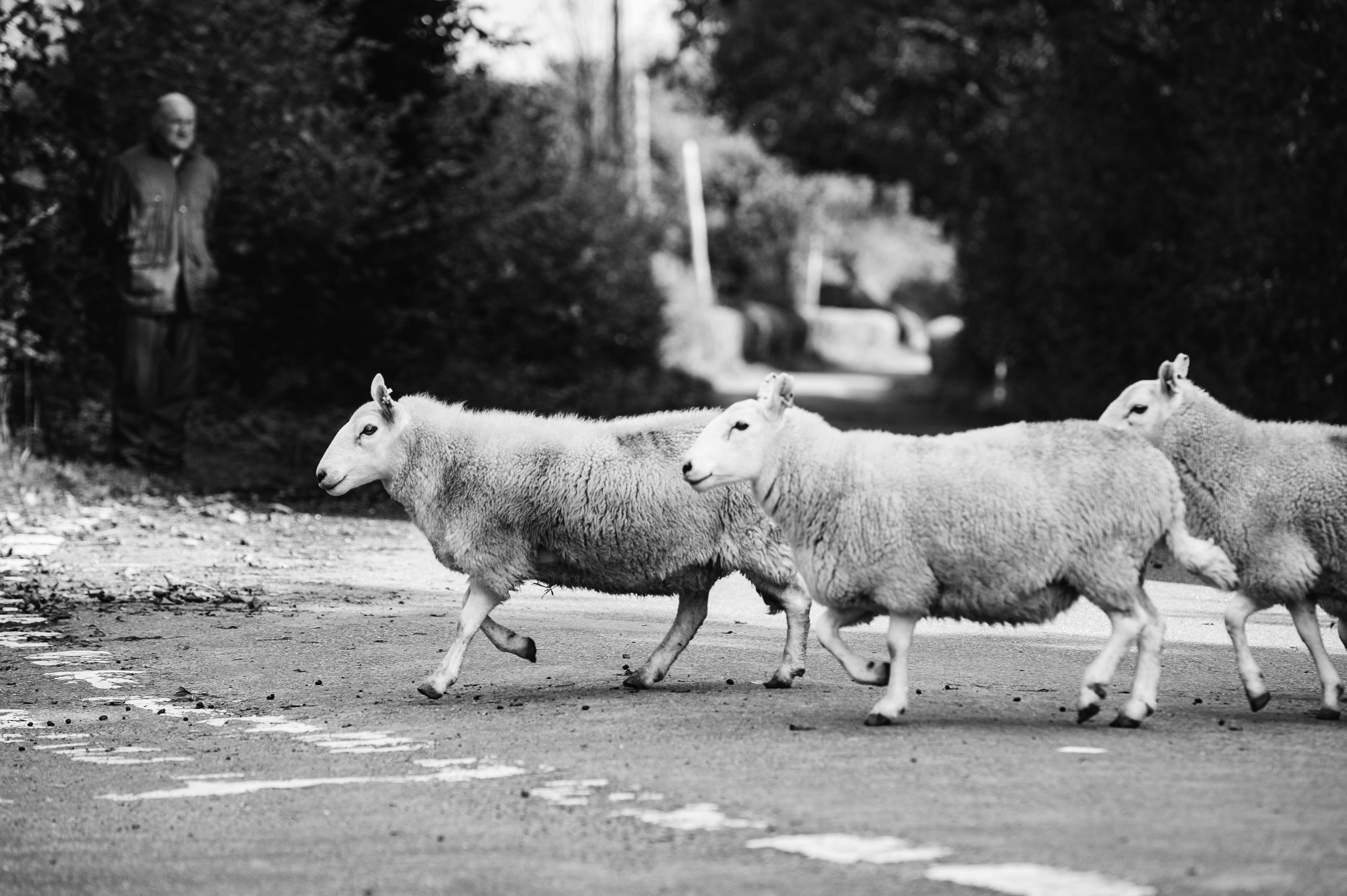 Moving sheep near Nantseren