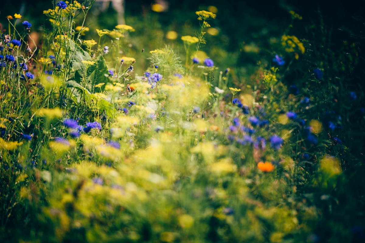 Flowers at Nantseren wild spa