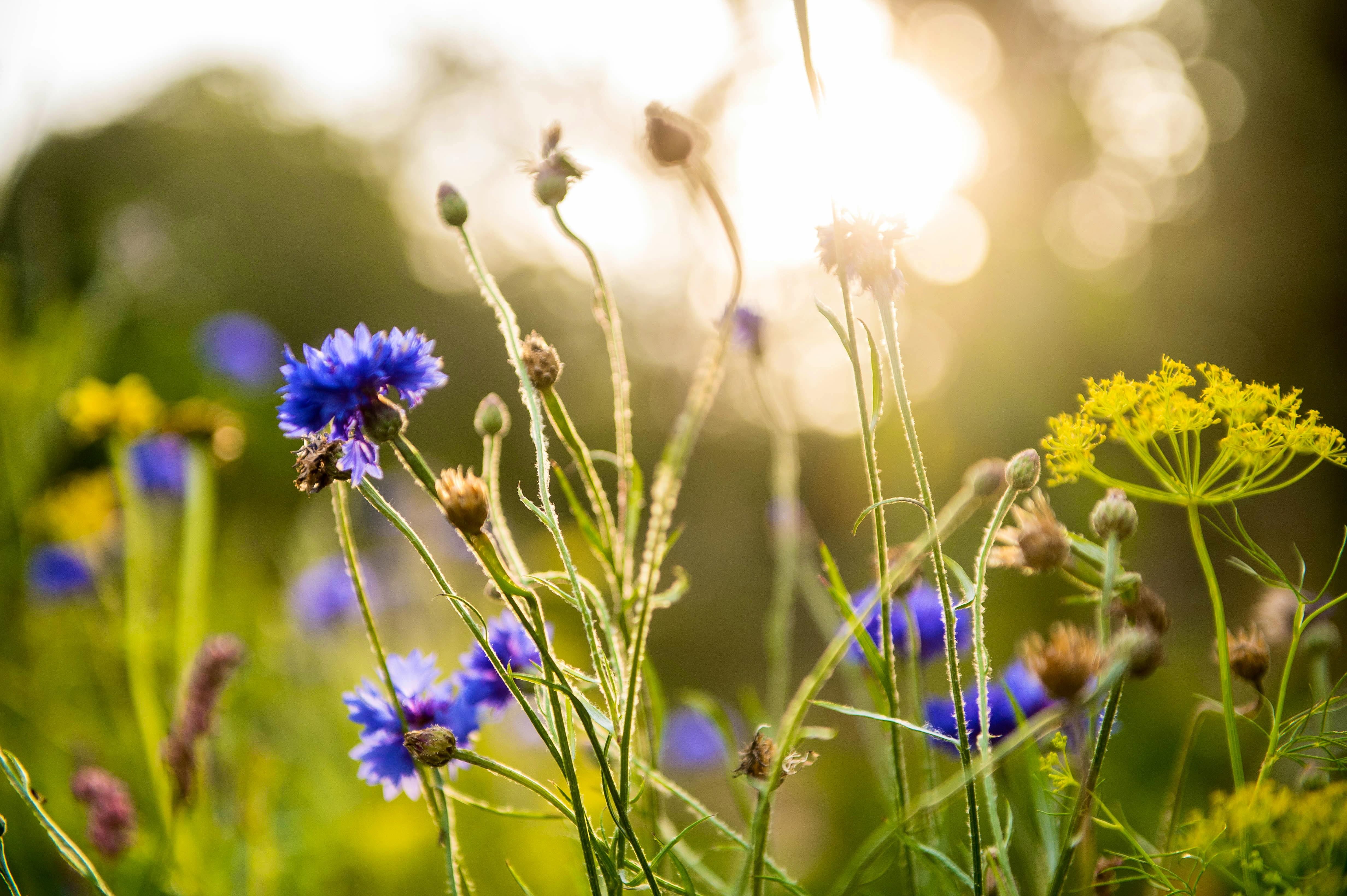 Flowers in Nantseren wild spa 