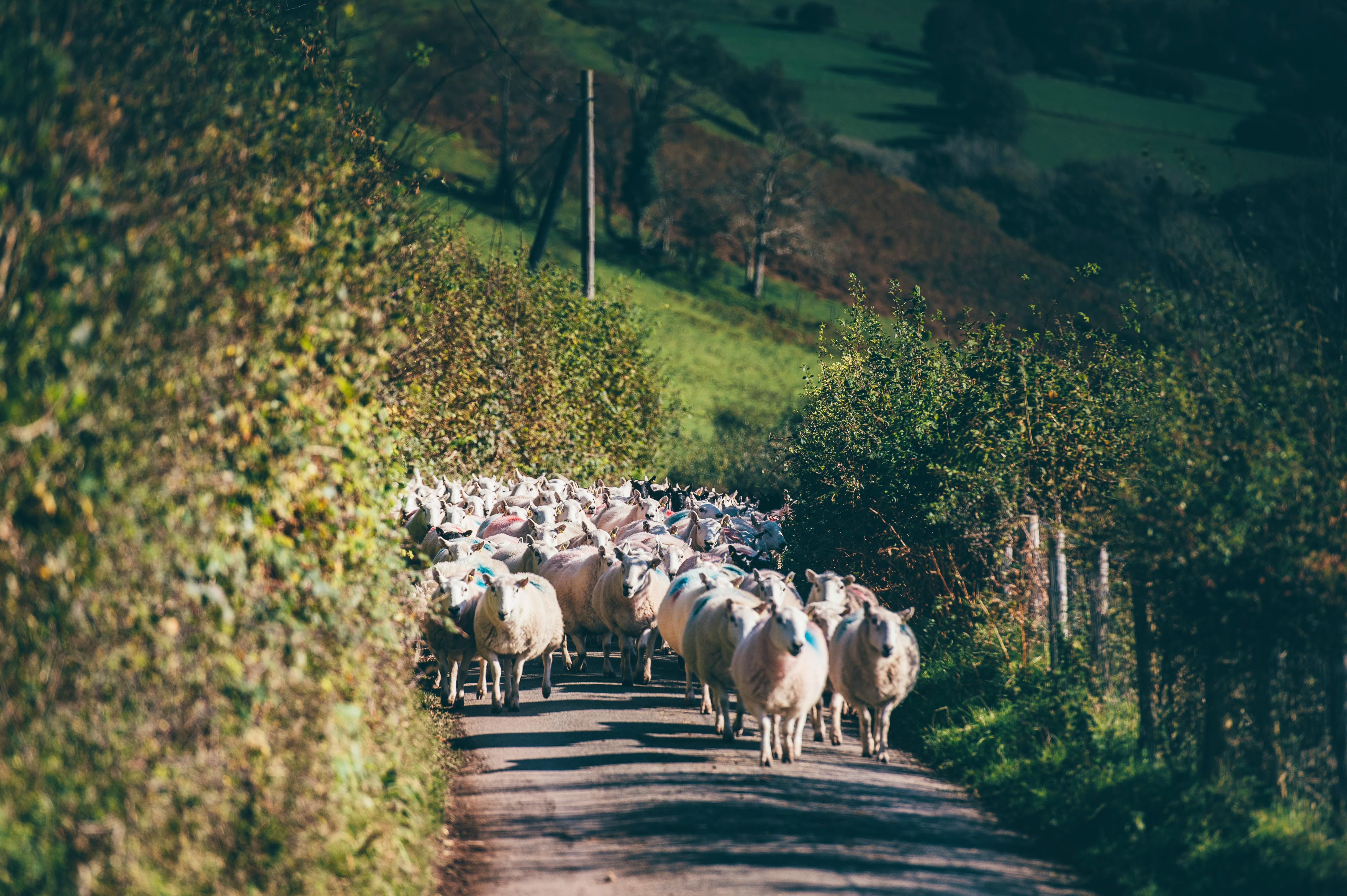 Sheep on country road 