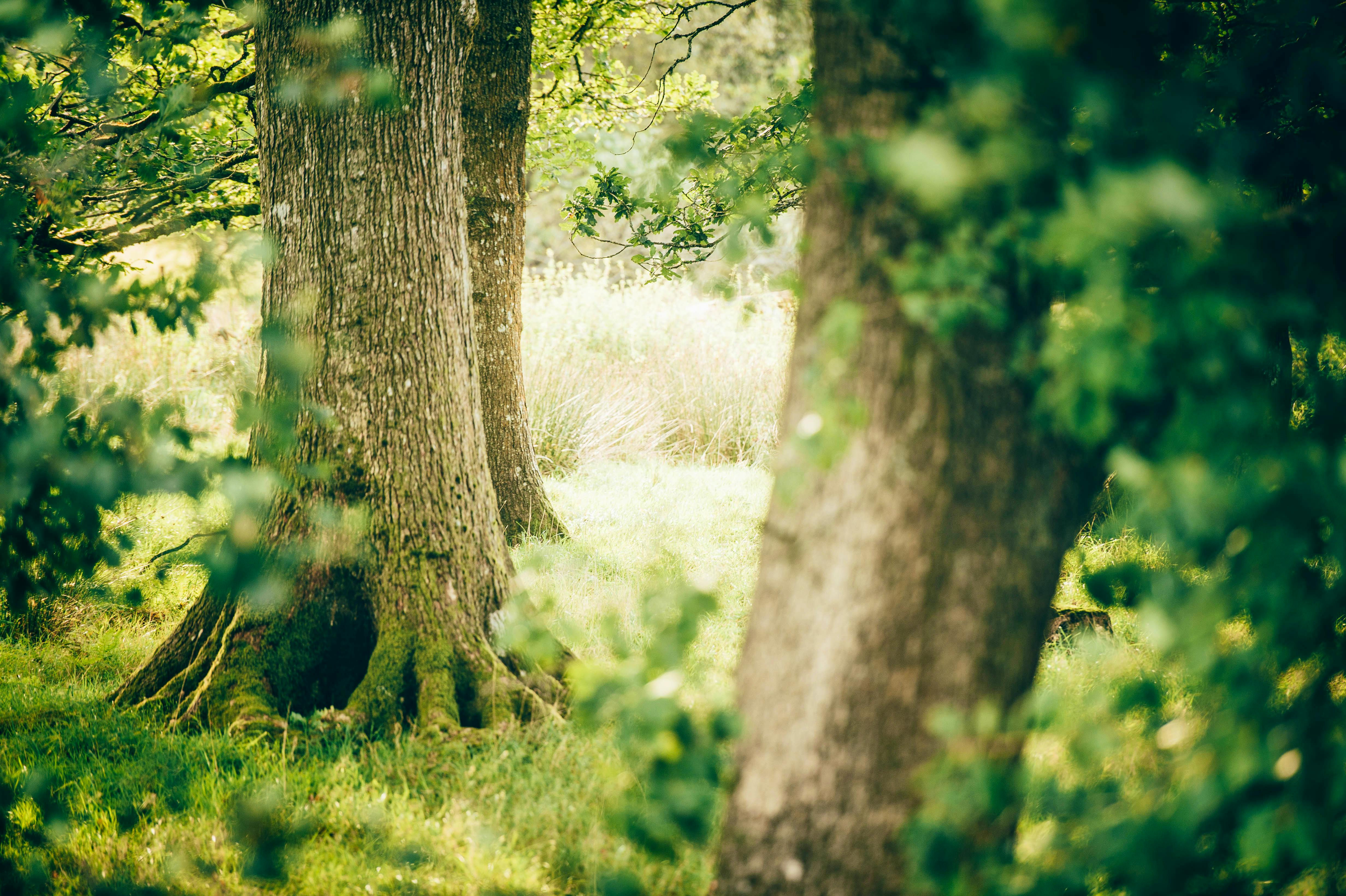 Trees near the stream at Nantseren