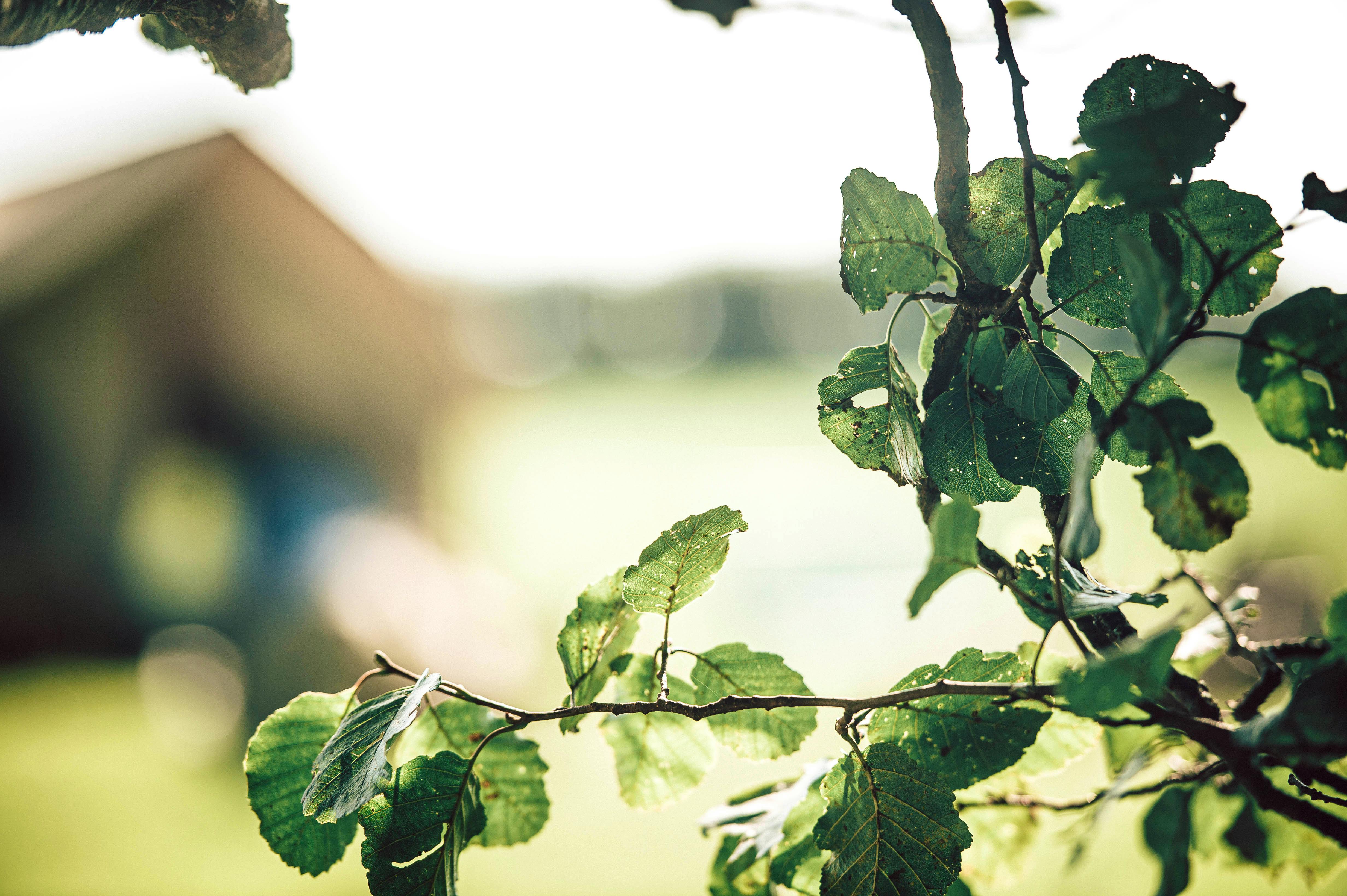 Glamping meadow at Nantseren