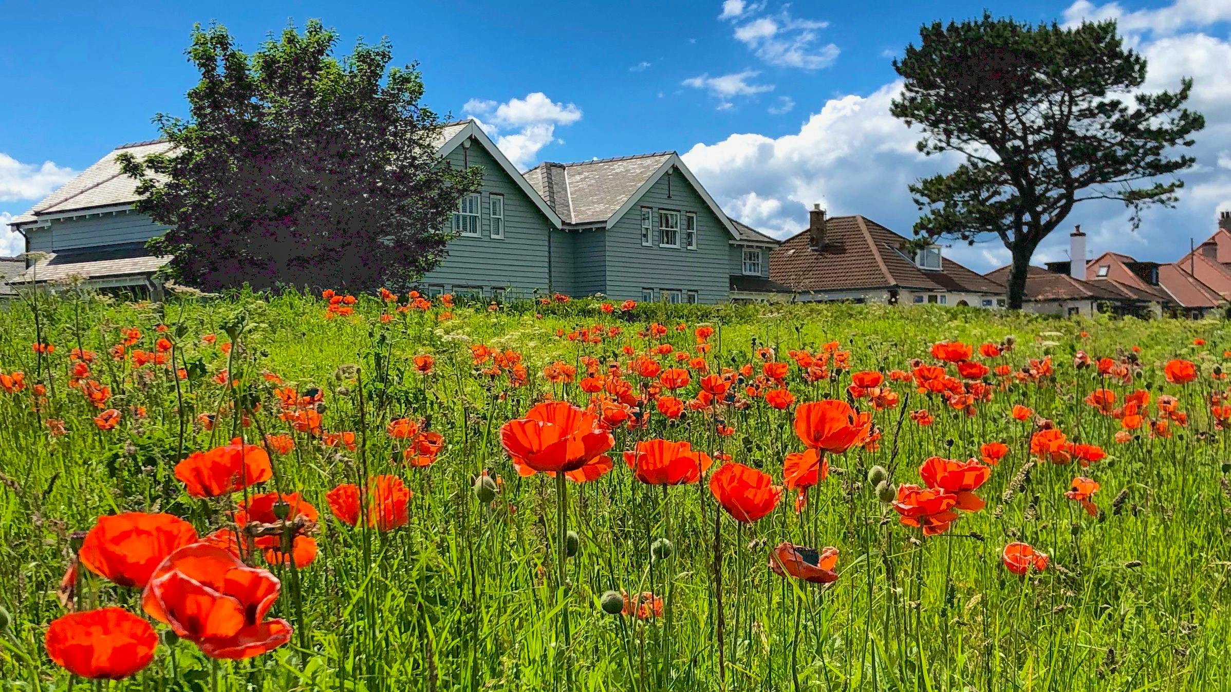 Waterford is right on Bamburgh Dunes, which is full of poppies in early summer