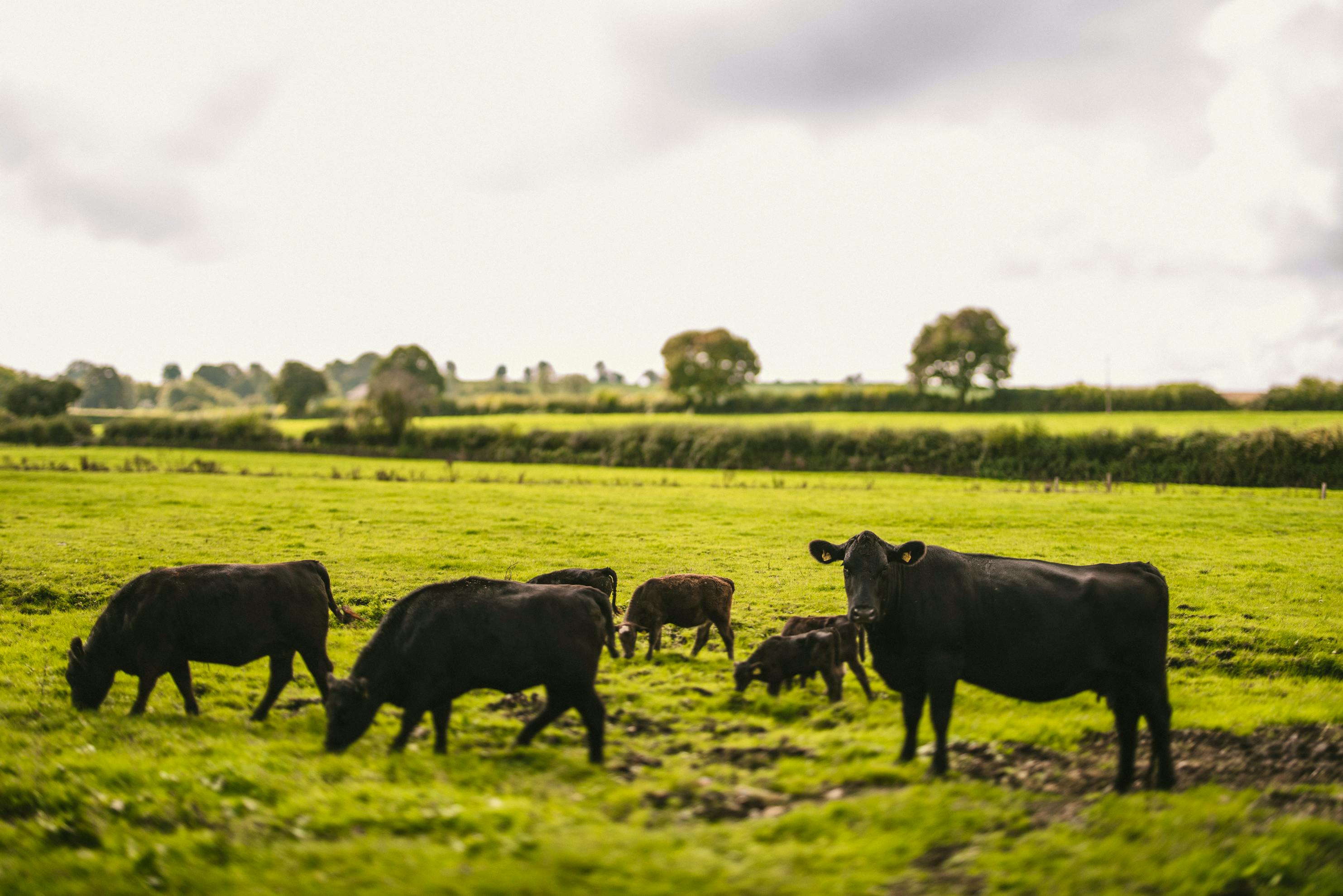 Views of the water meadows