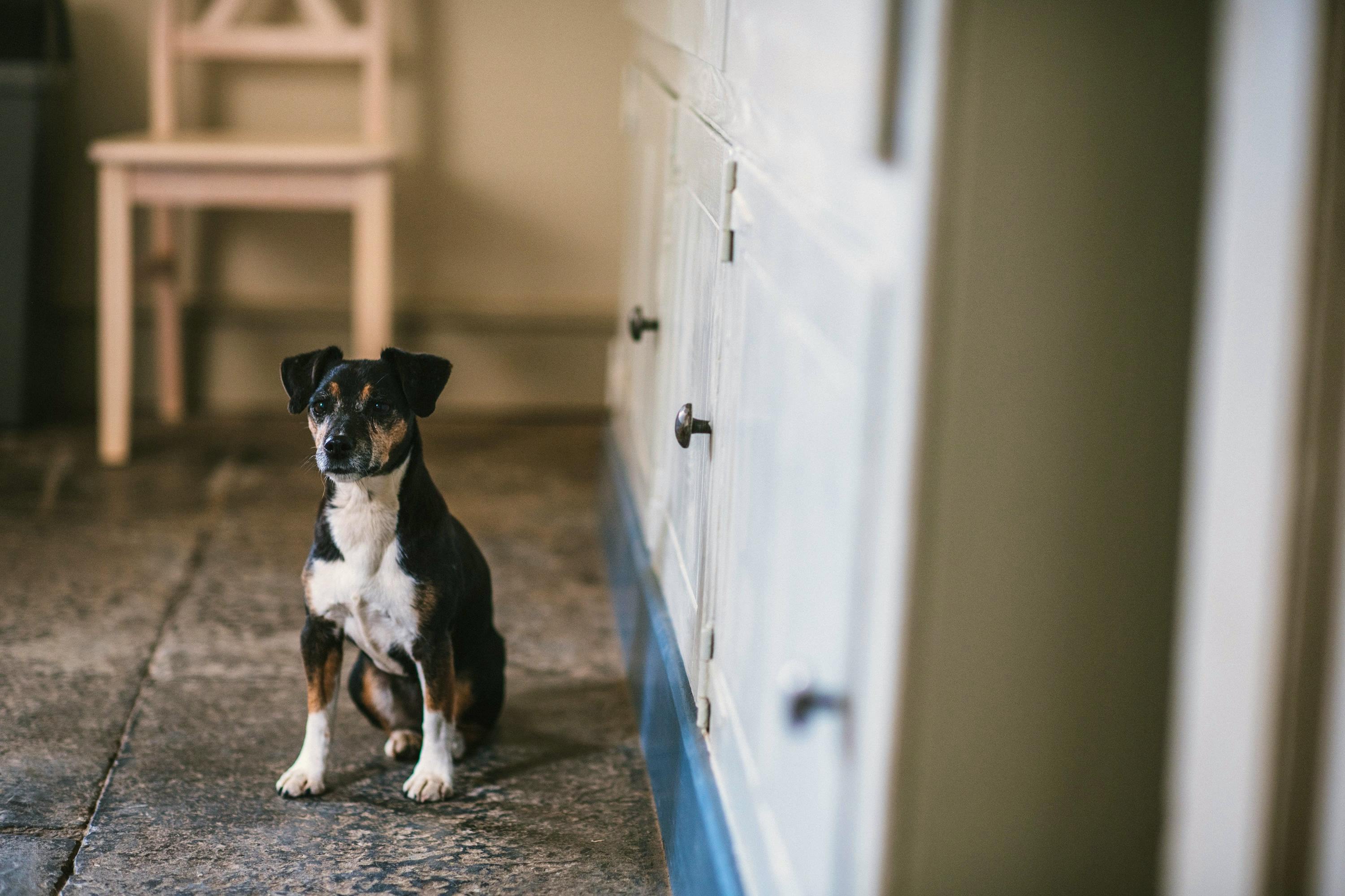 Dog and baby friendly cottages