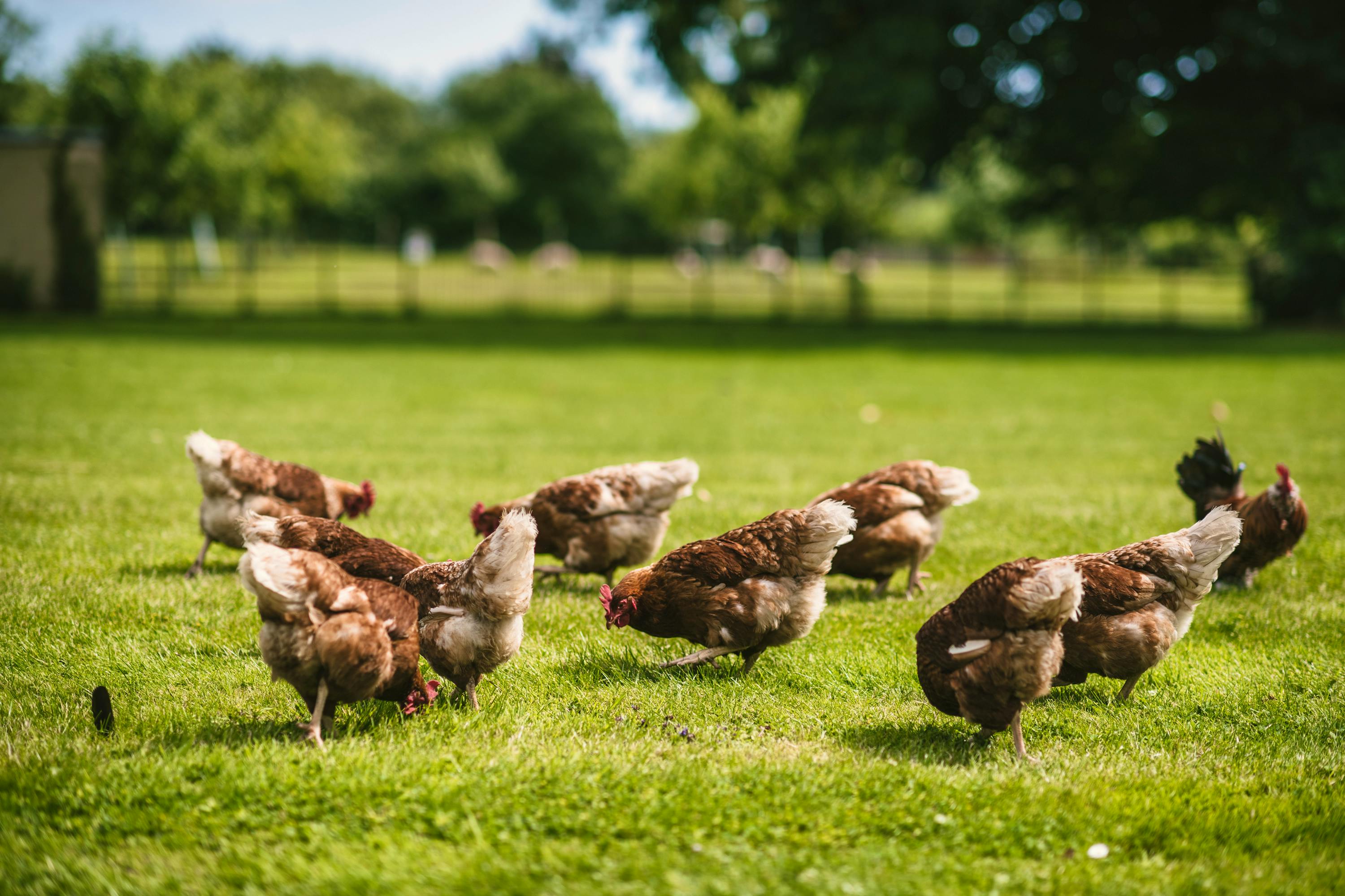 Immersed in farm life