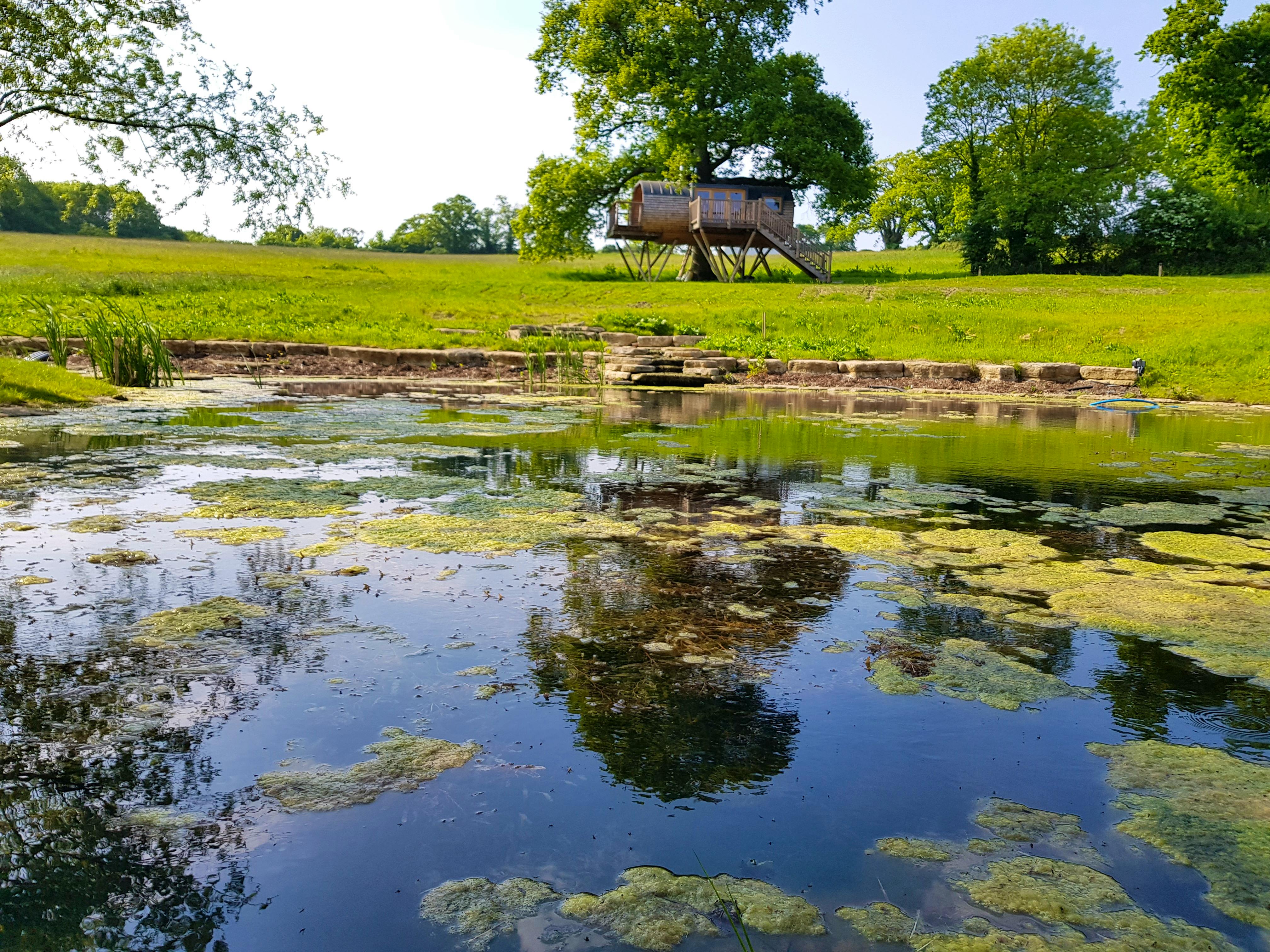 Treehouses with Summer Space