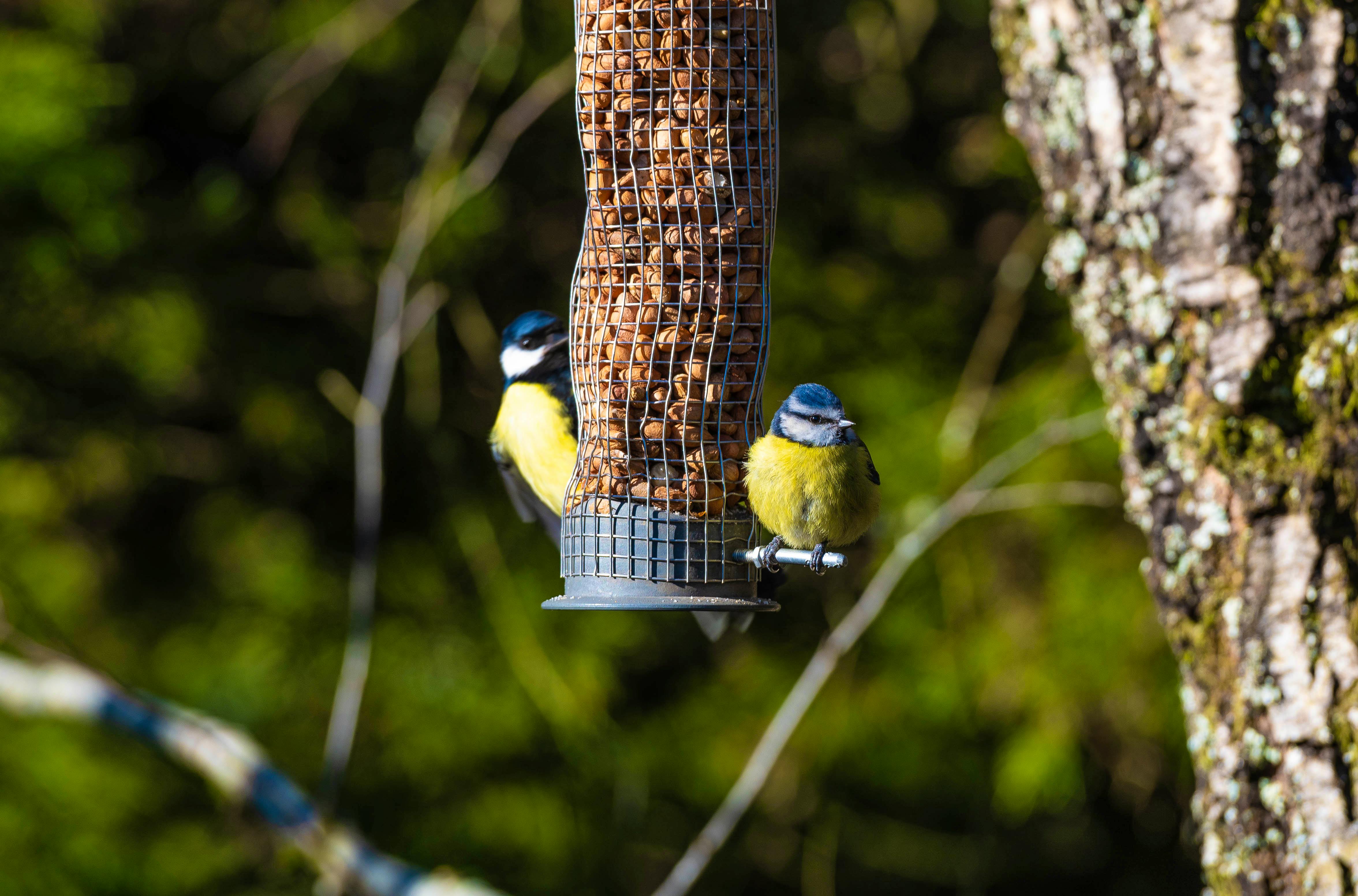 Some of the many garden visitors