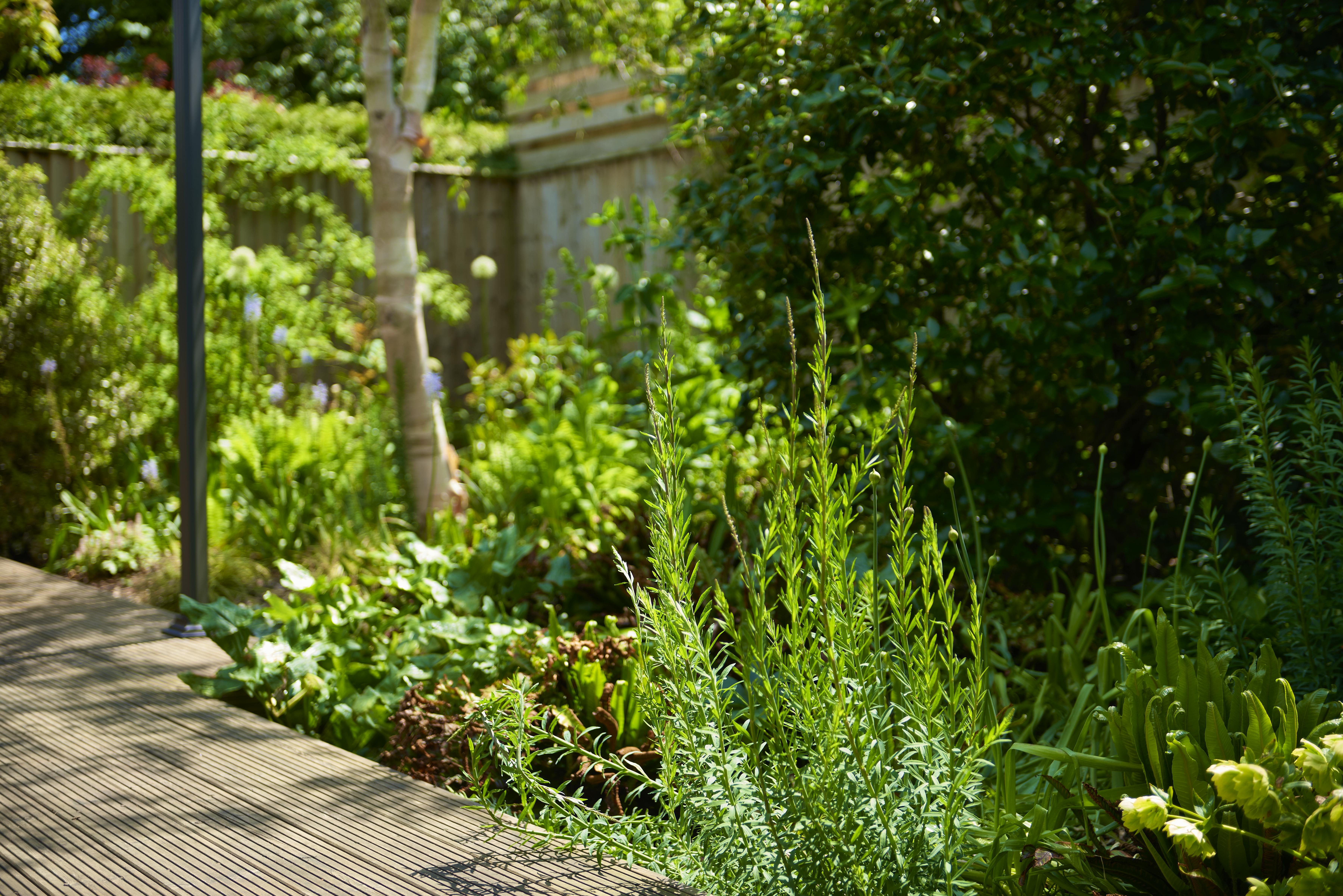 Birch Lodge secluded garden