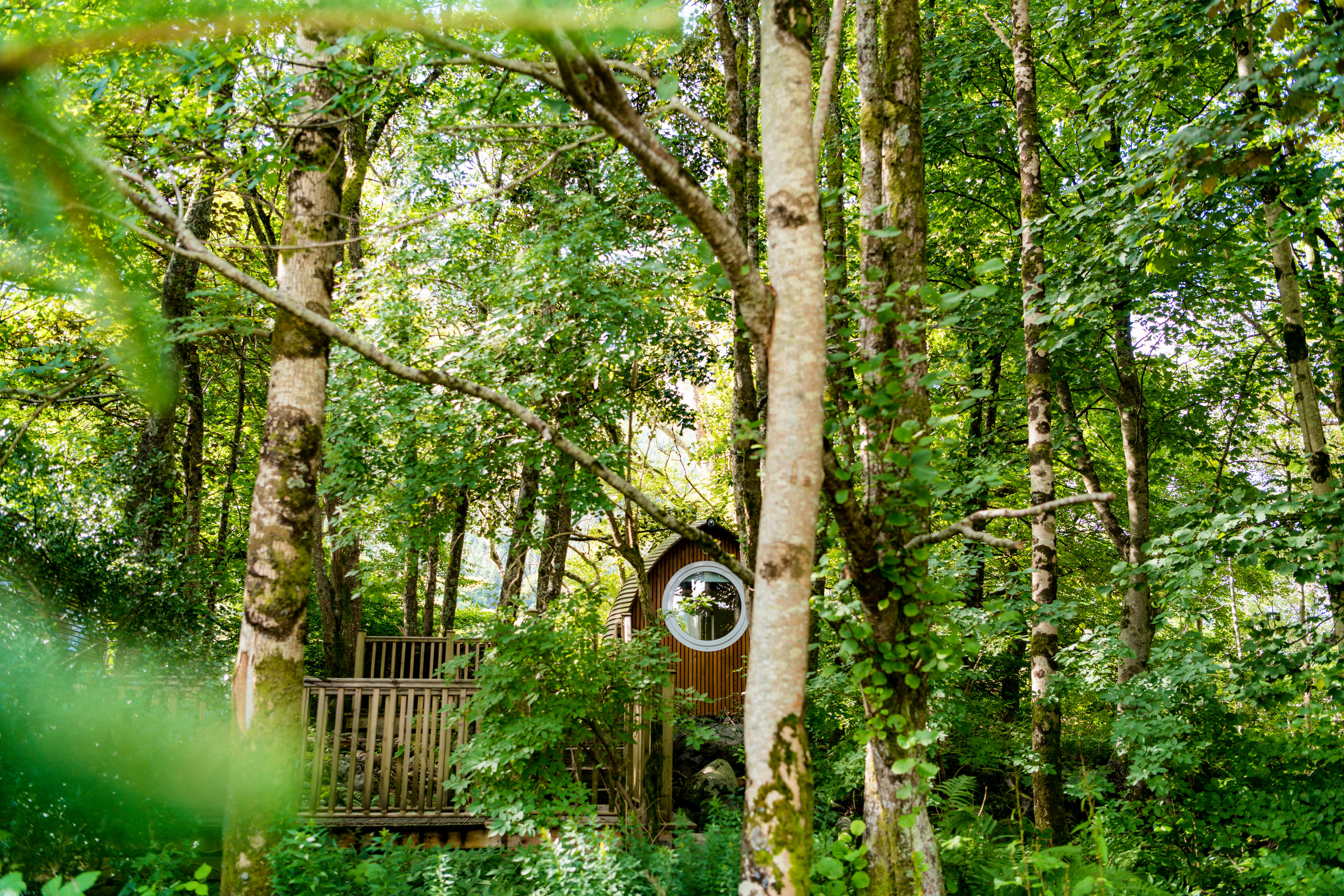 Nestled in the forest 