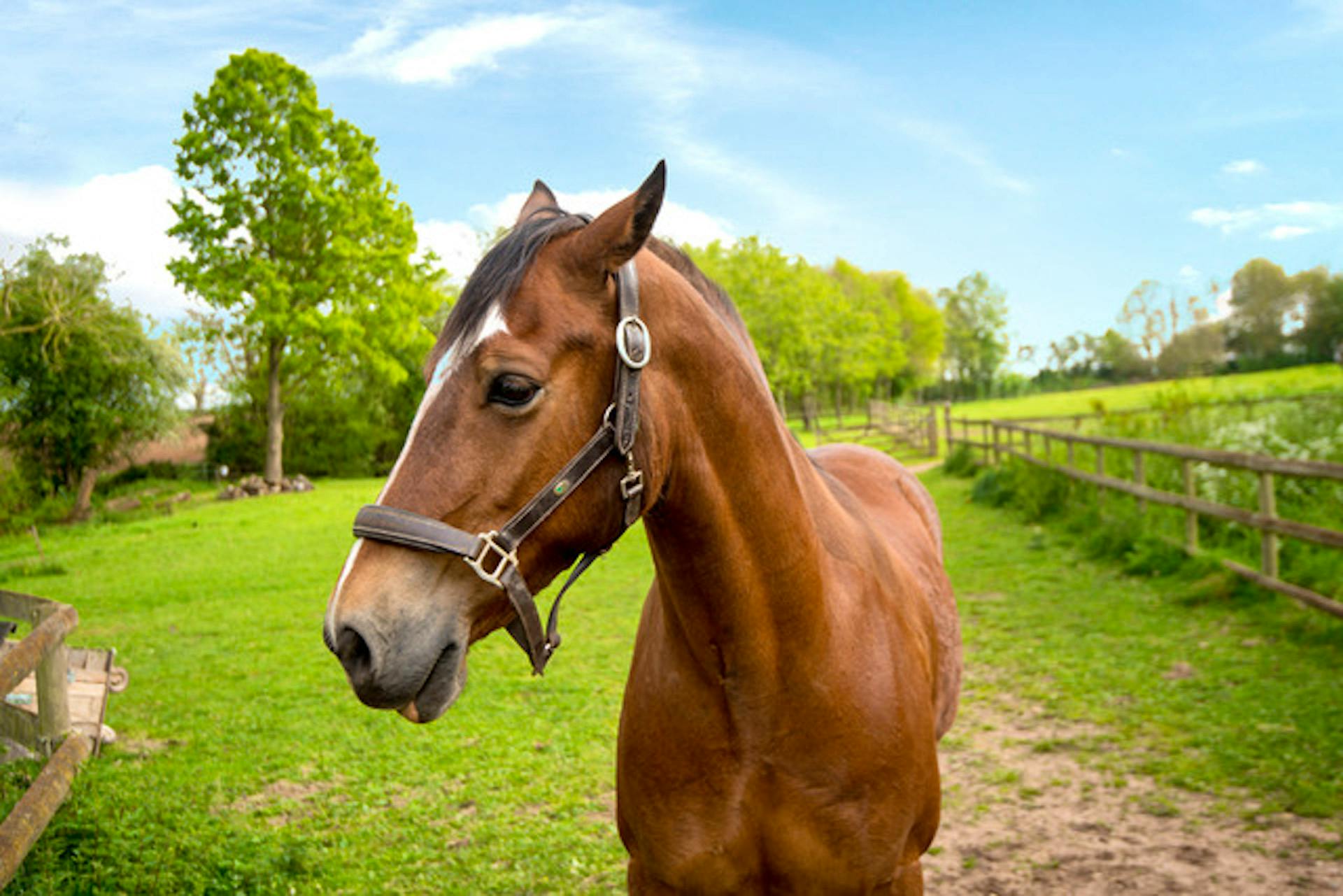 Wake up to see Chubby the horse