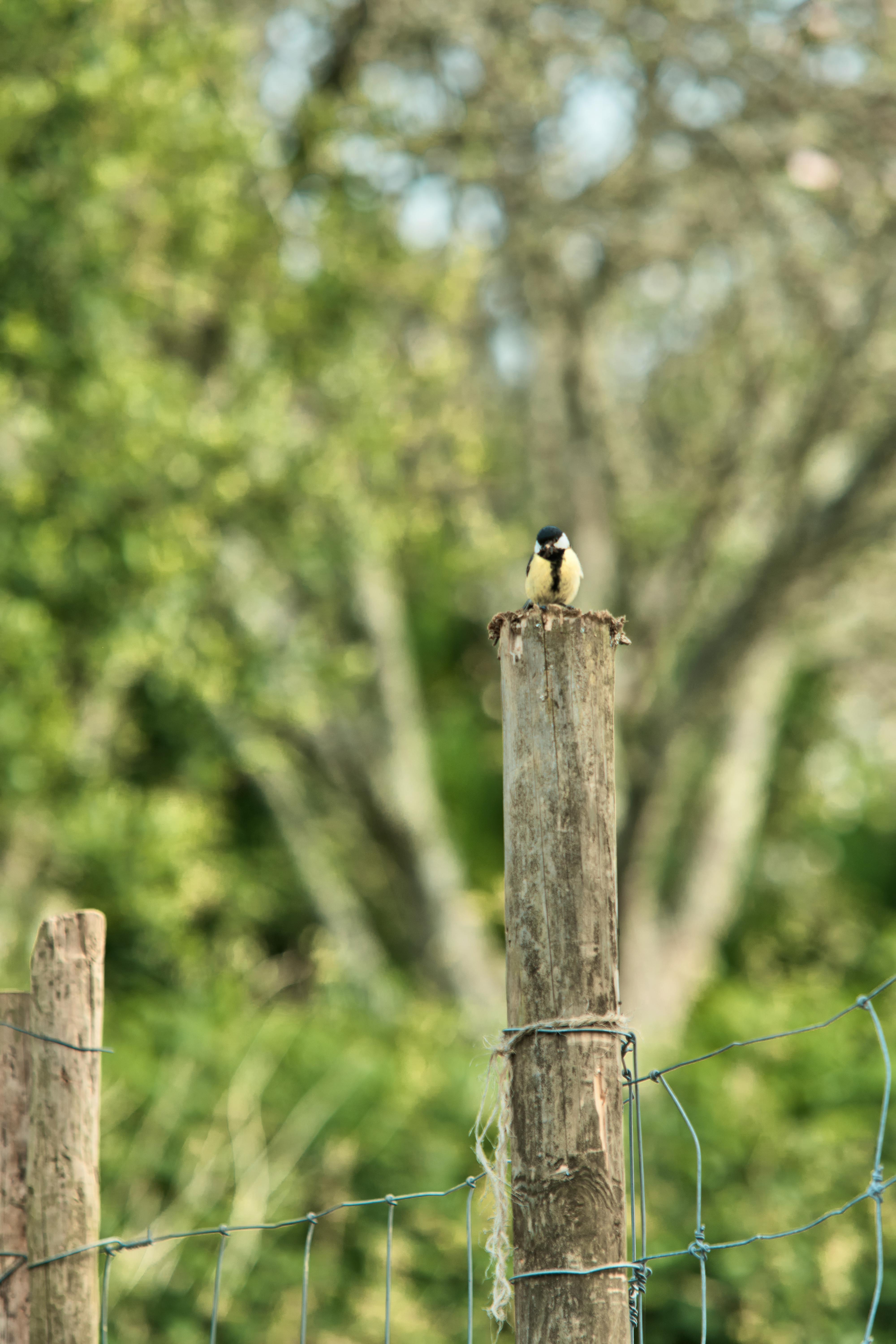 A P. major perched on the garden.