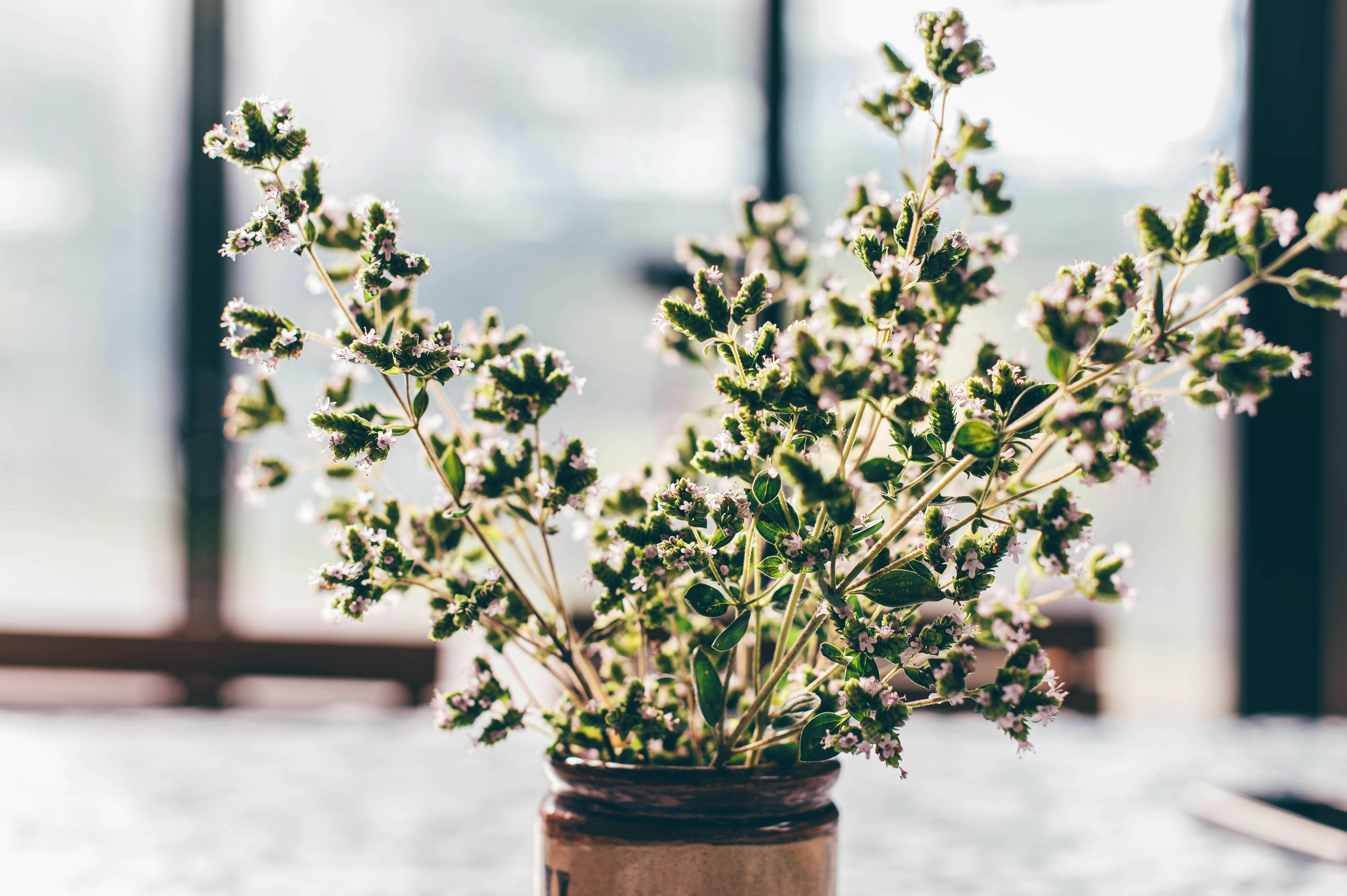 Flowers at Nantseren 