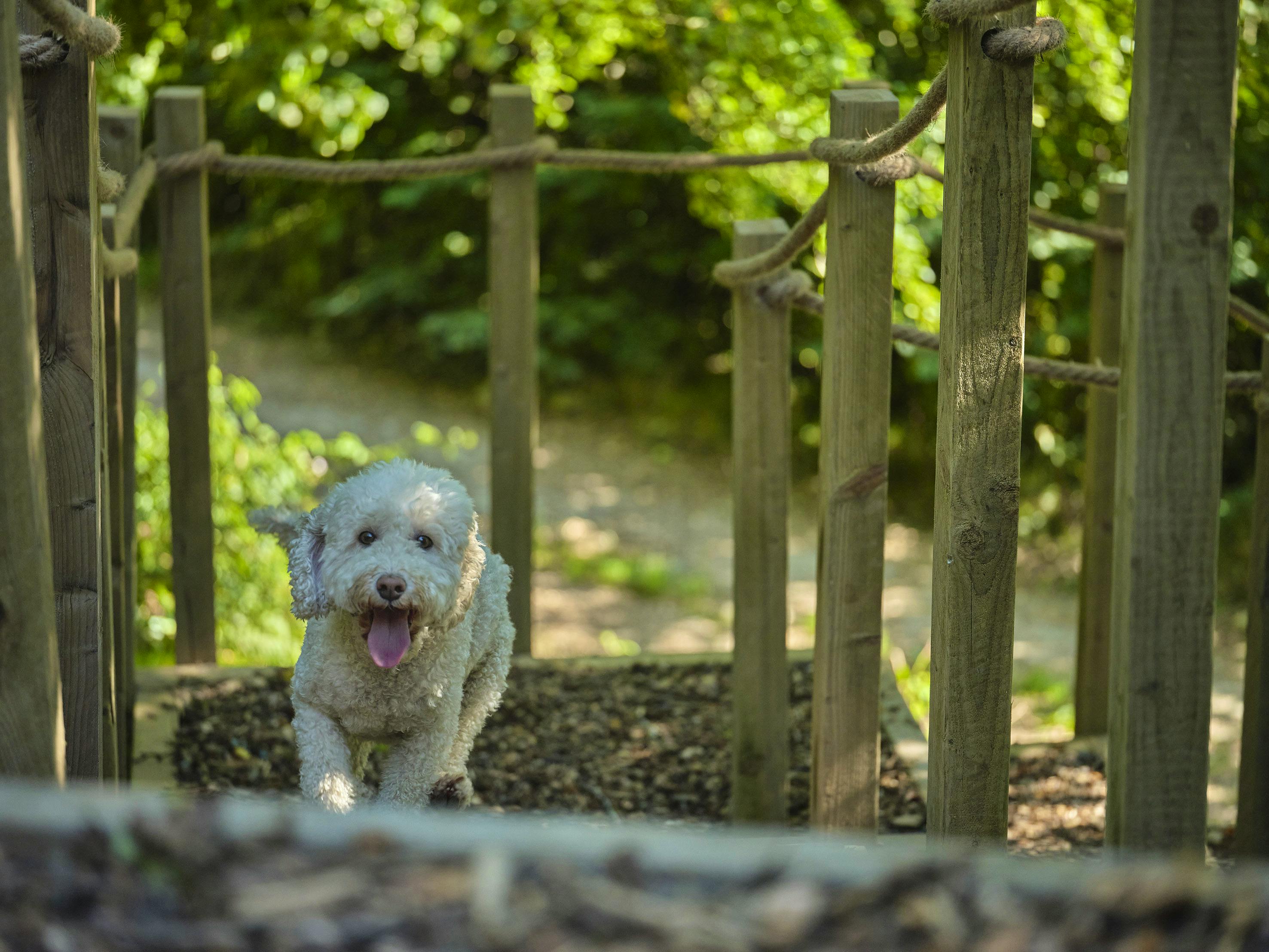 Hideout Treehouse Dog Friendly 