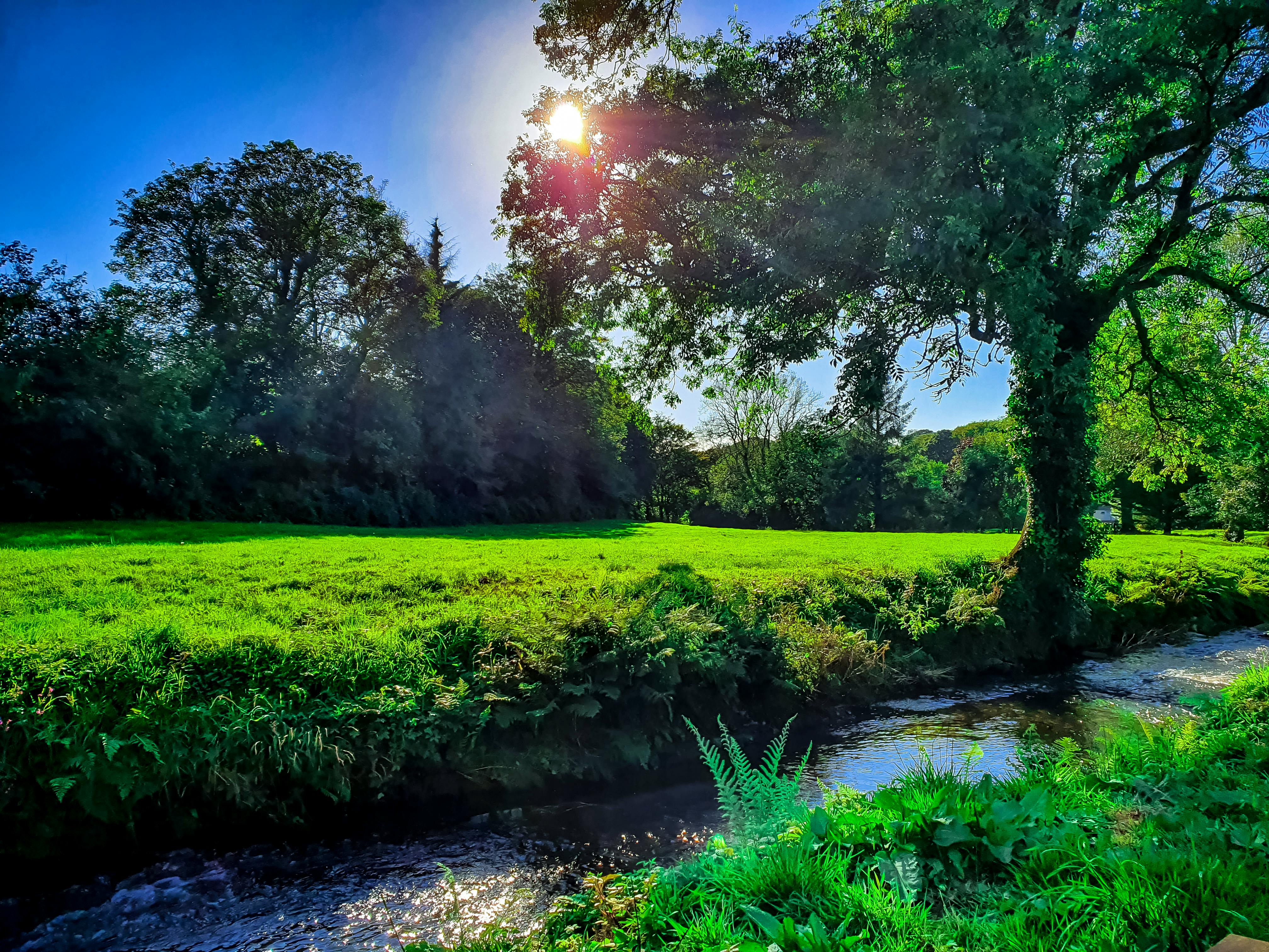 Nest Treehouse - 20 acres of land