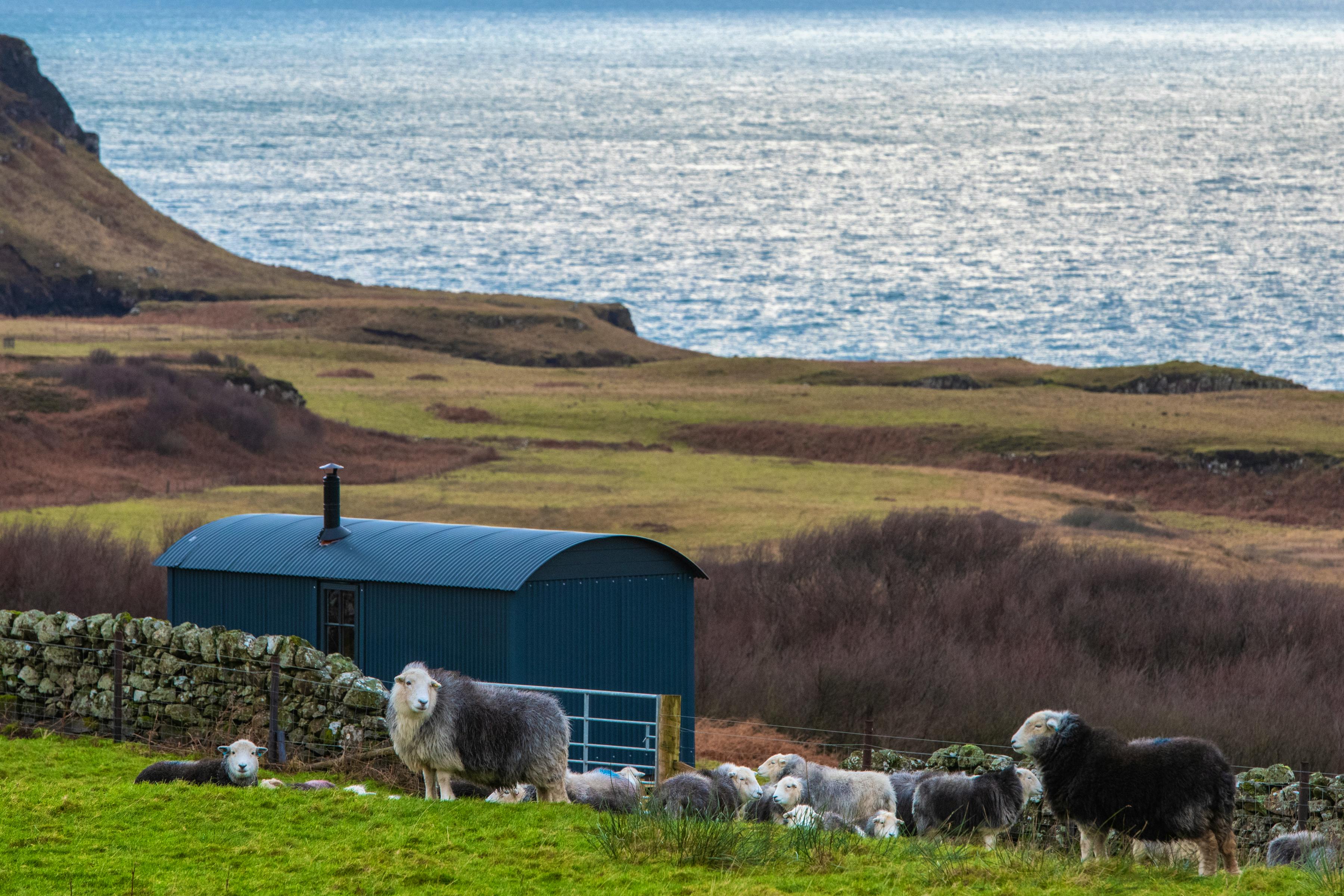 Herdwicks, Treshnish Shepherd\'s Hut