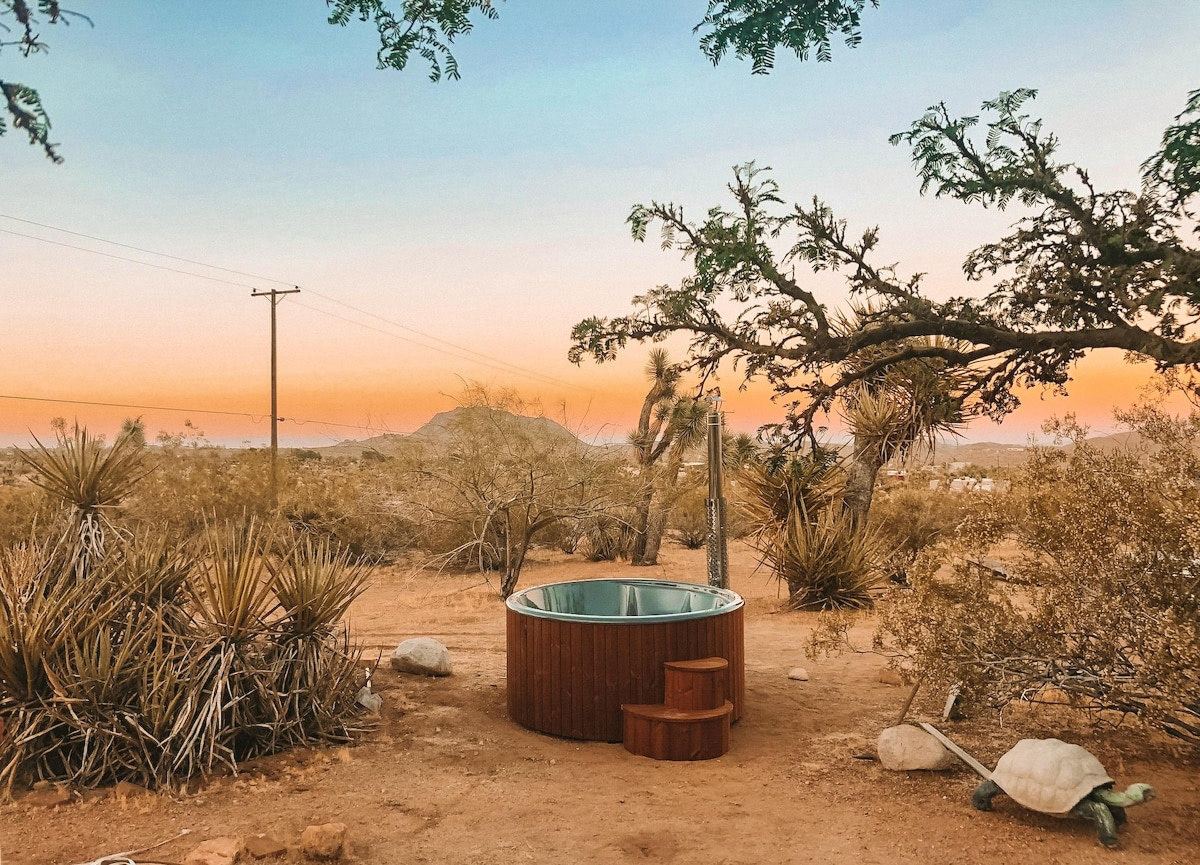 Cactus Sunshine - Image 2