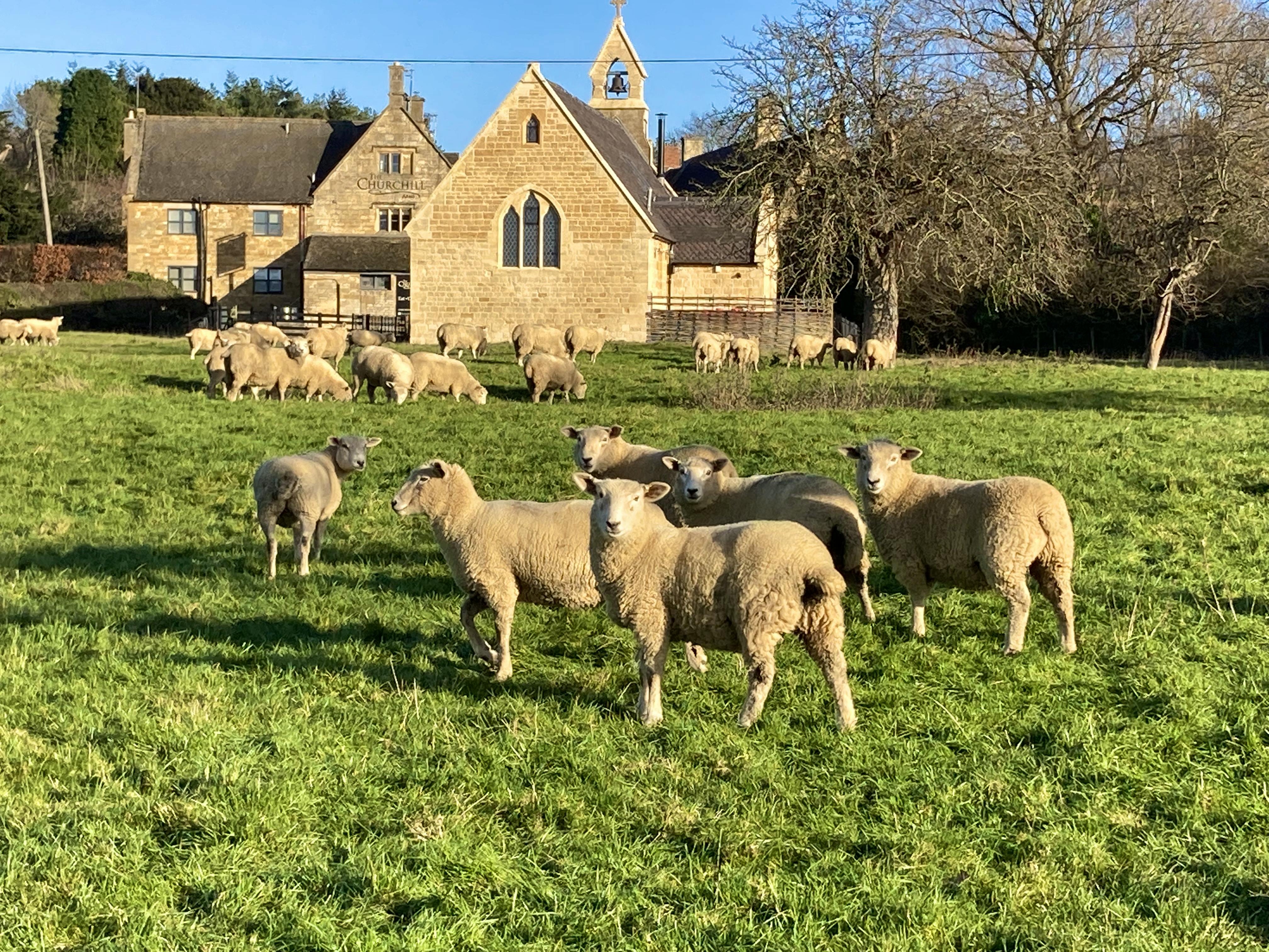Sheeps & lambs in Church Field