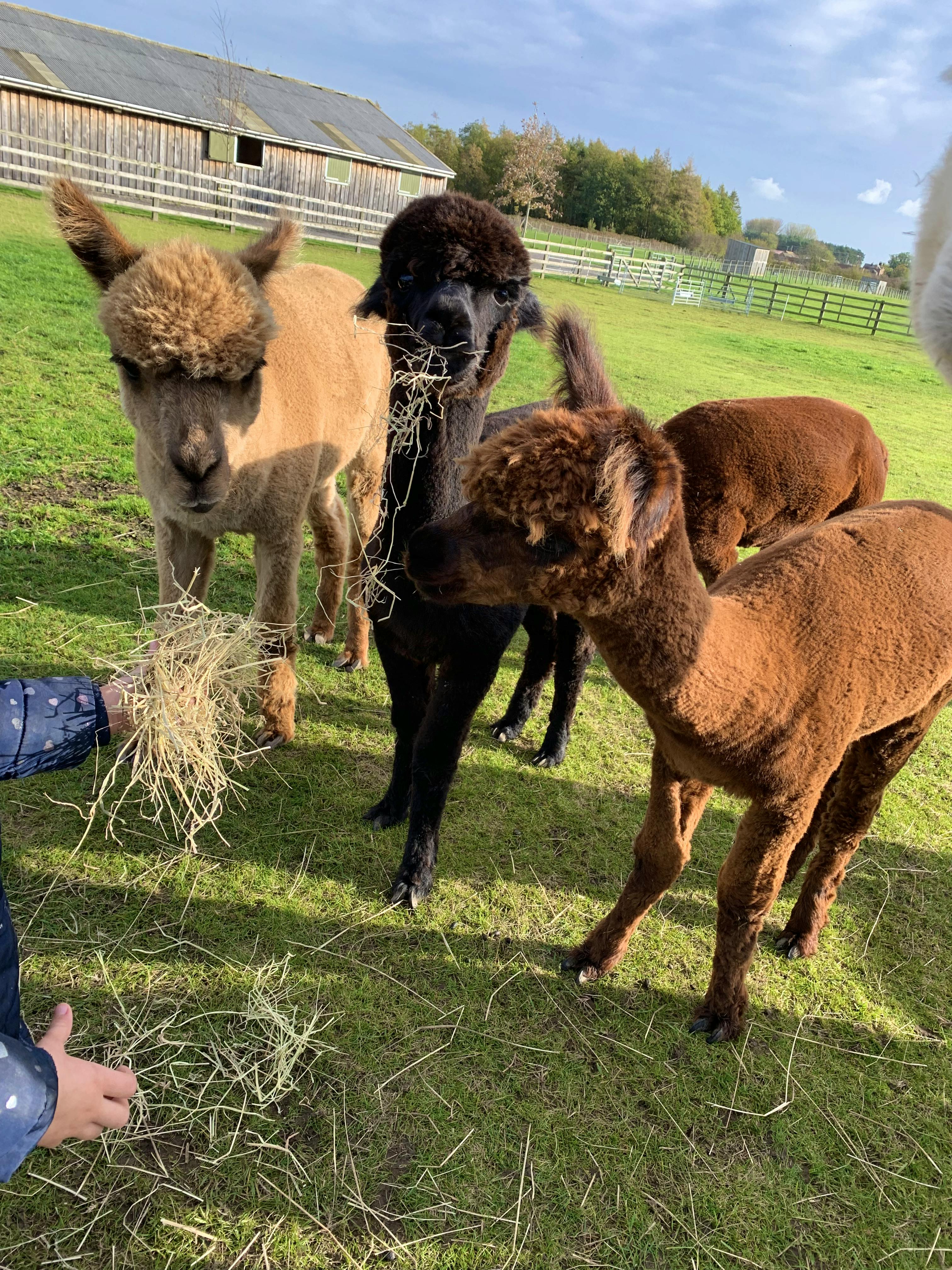 Feed Our Alpacas With us