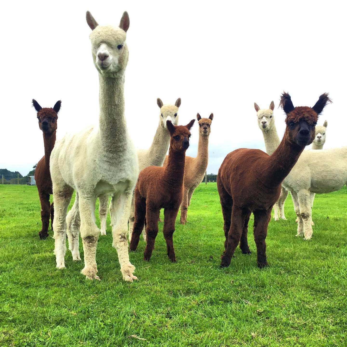 Meet Our Animals During Your Stay