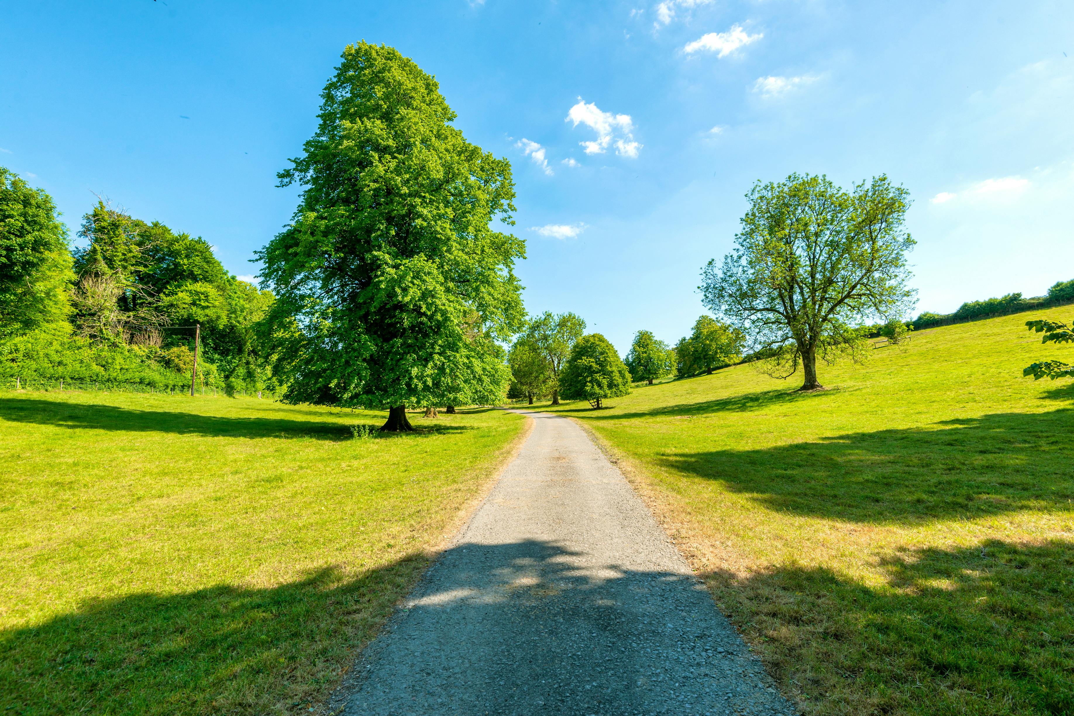 Beautiful tree lined private drive