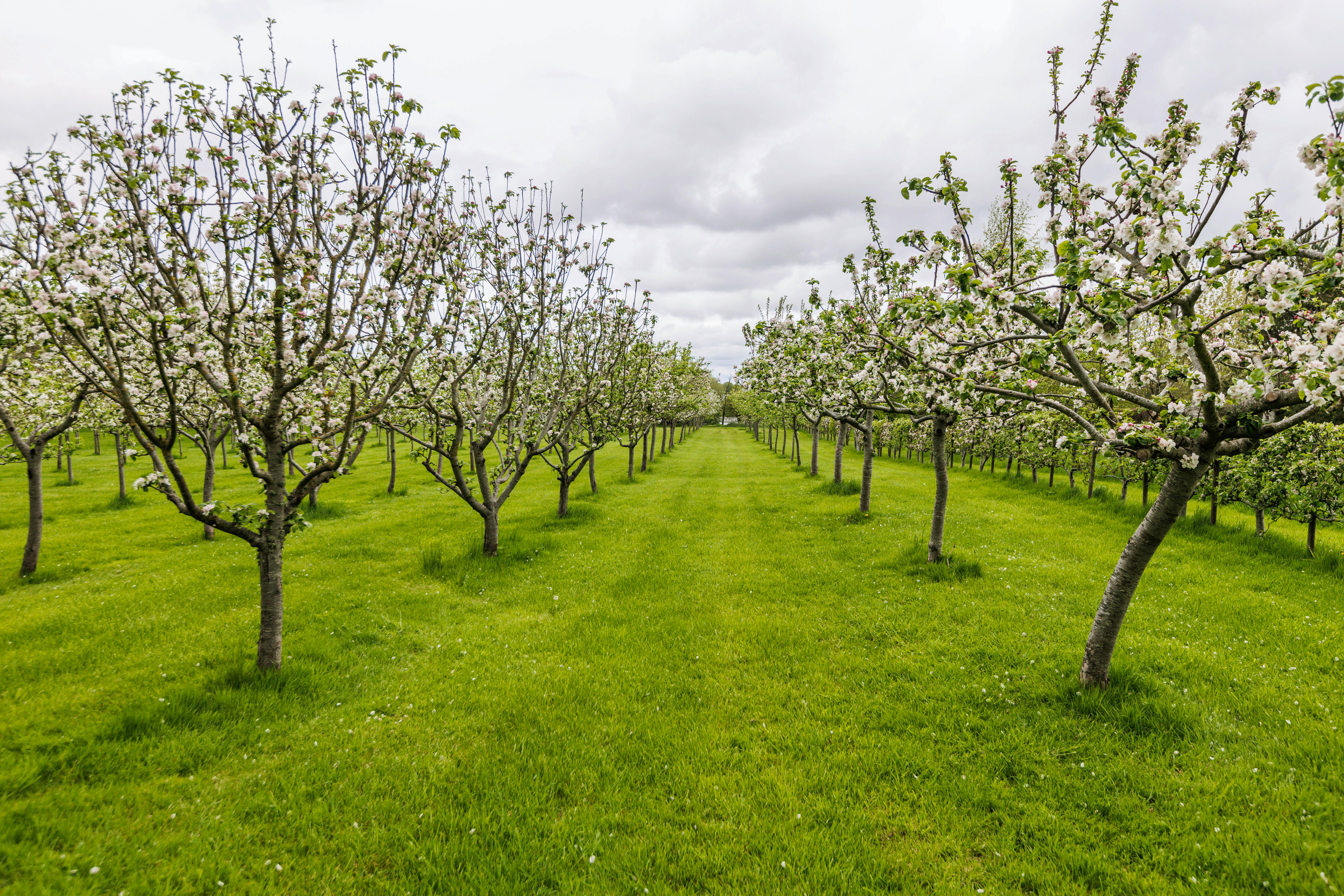 The orchard next to Brewhouse