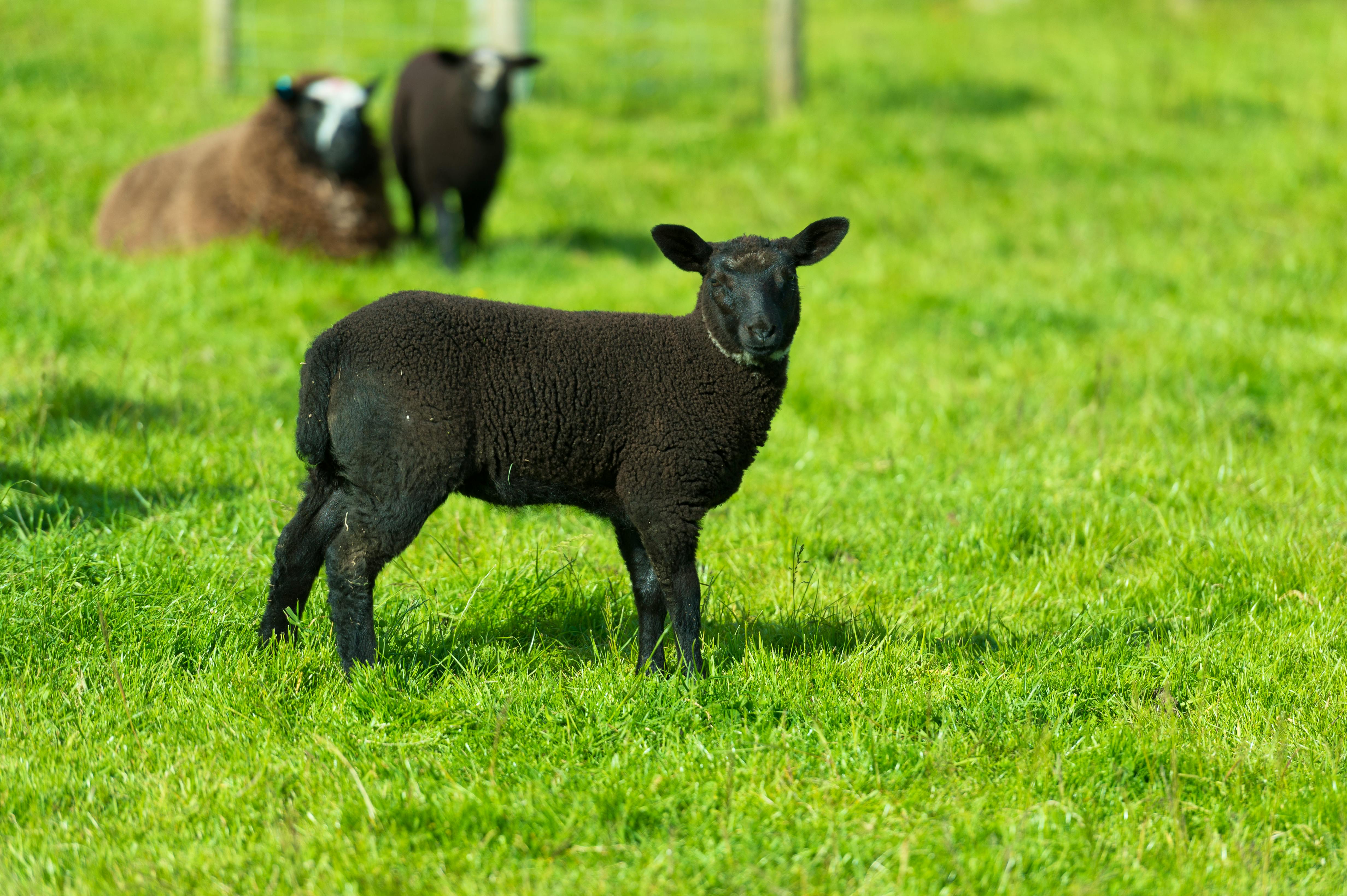 We have zwartble sheep, dexter cows. geese and a couple of pigs on our little farm