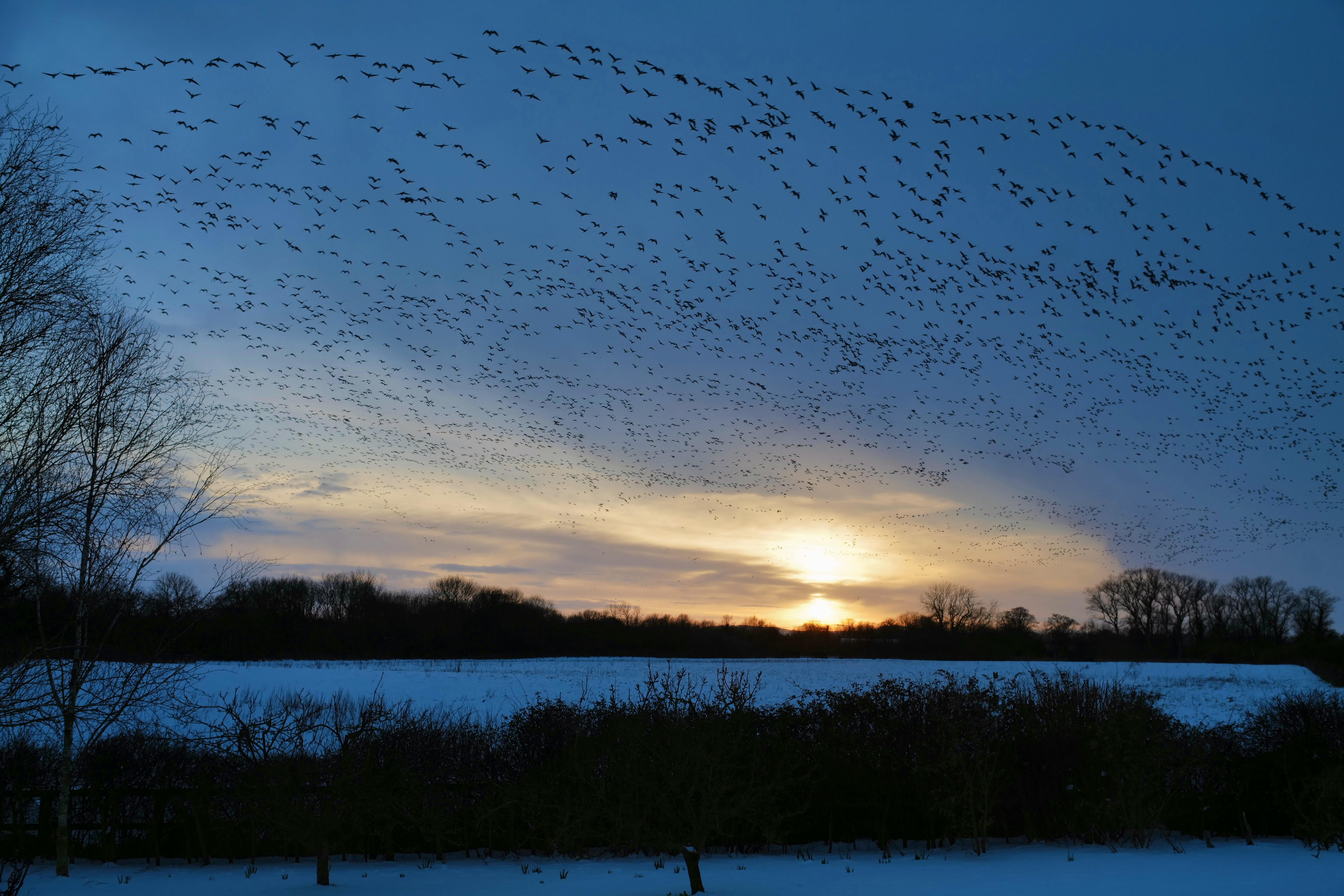 Pink Footed Geese , Fly Over Lodge 