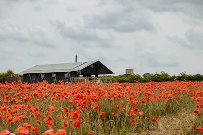 Cottages