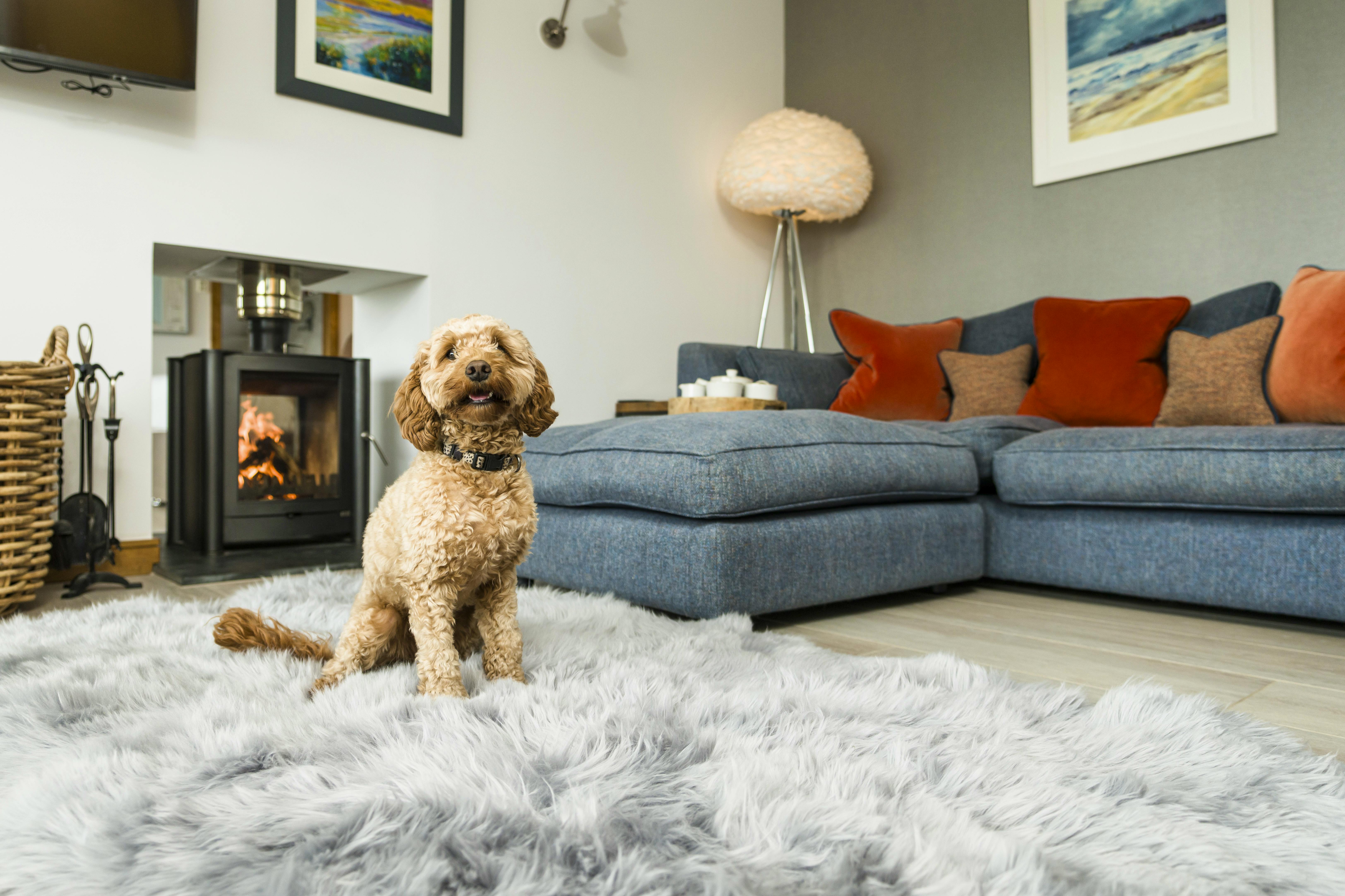 Pets welcome in Dreamers, Stargazer