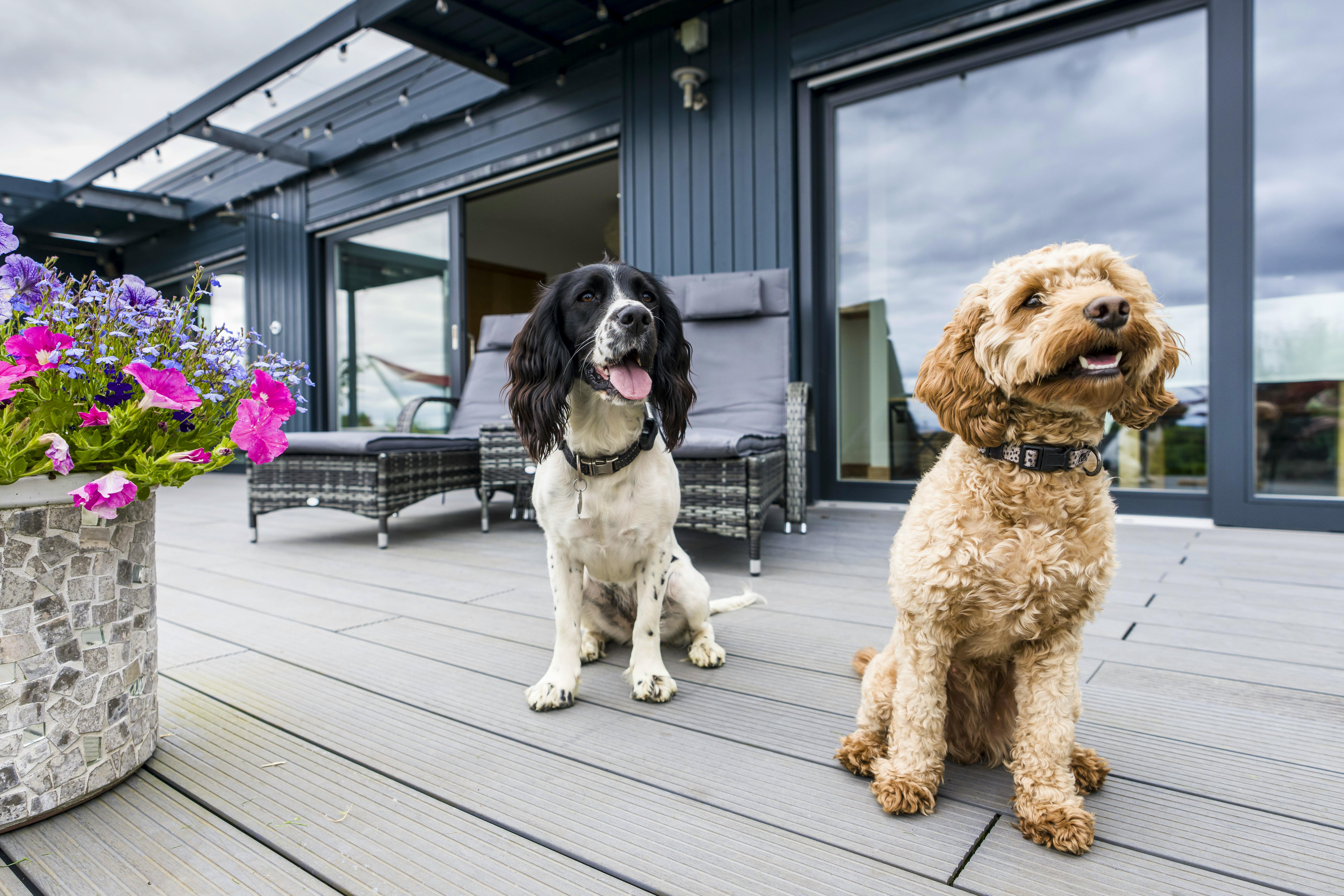 Pets Welcome Dreamers, Stargazers