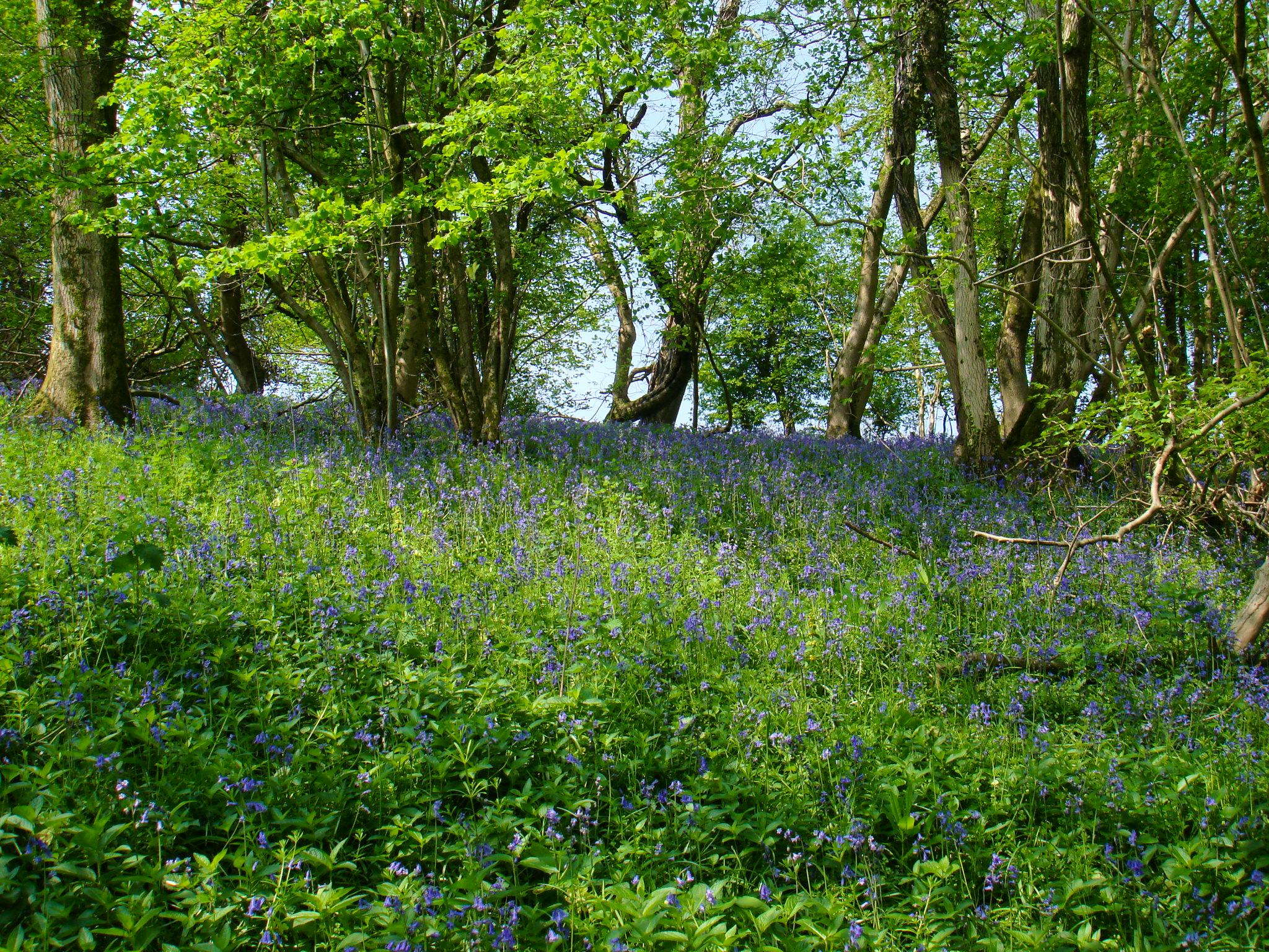 The woods in the Combe