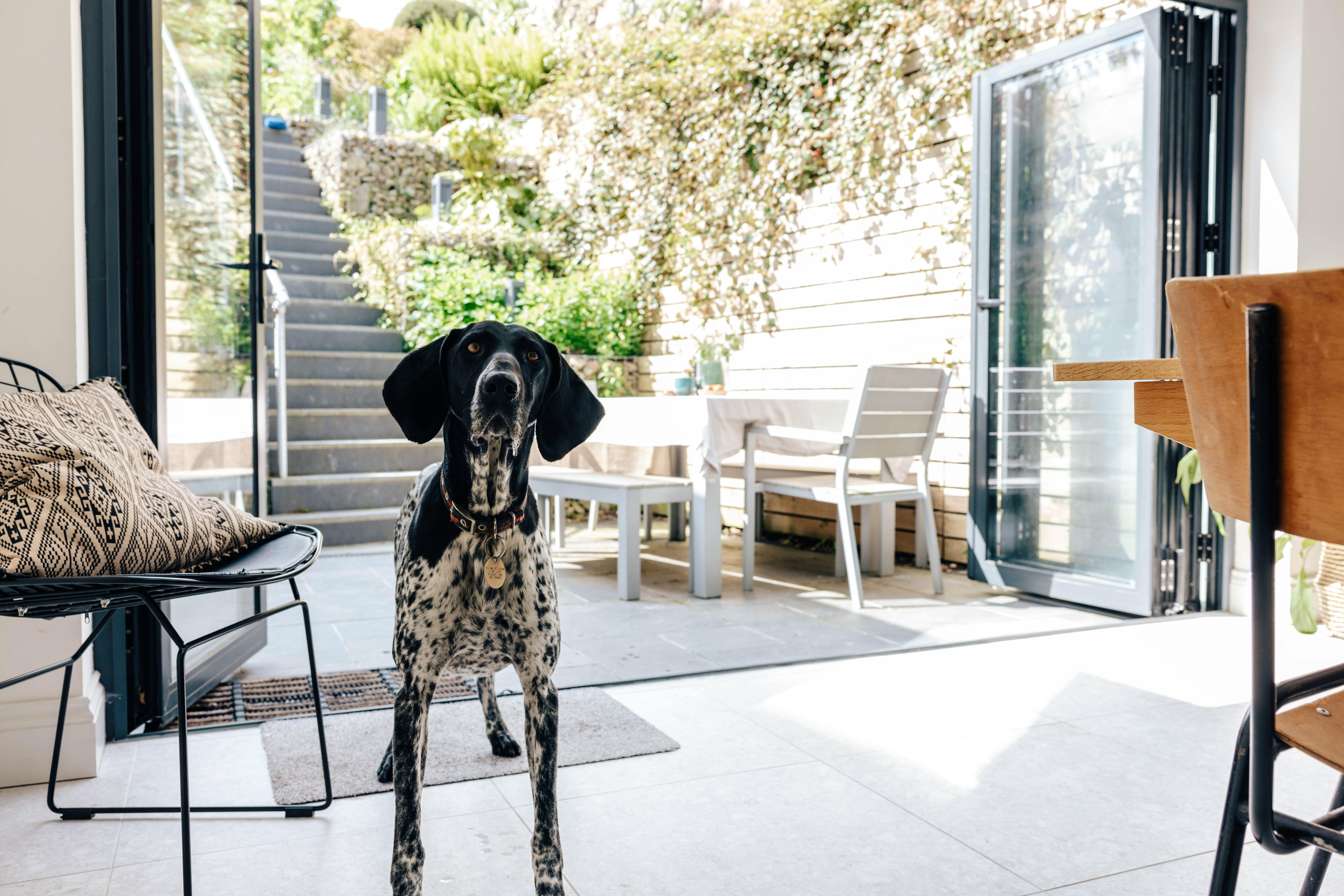 We are dog friendly : )