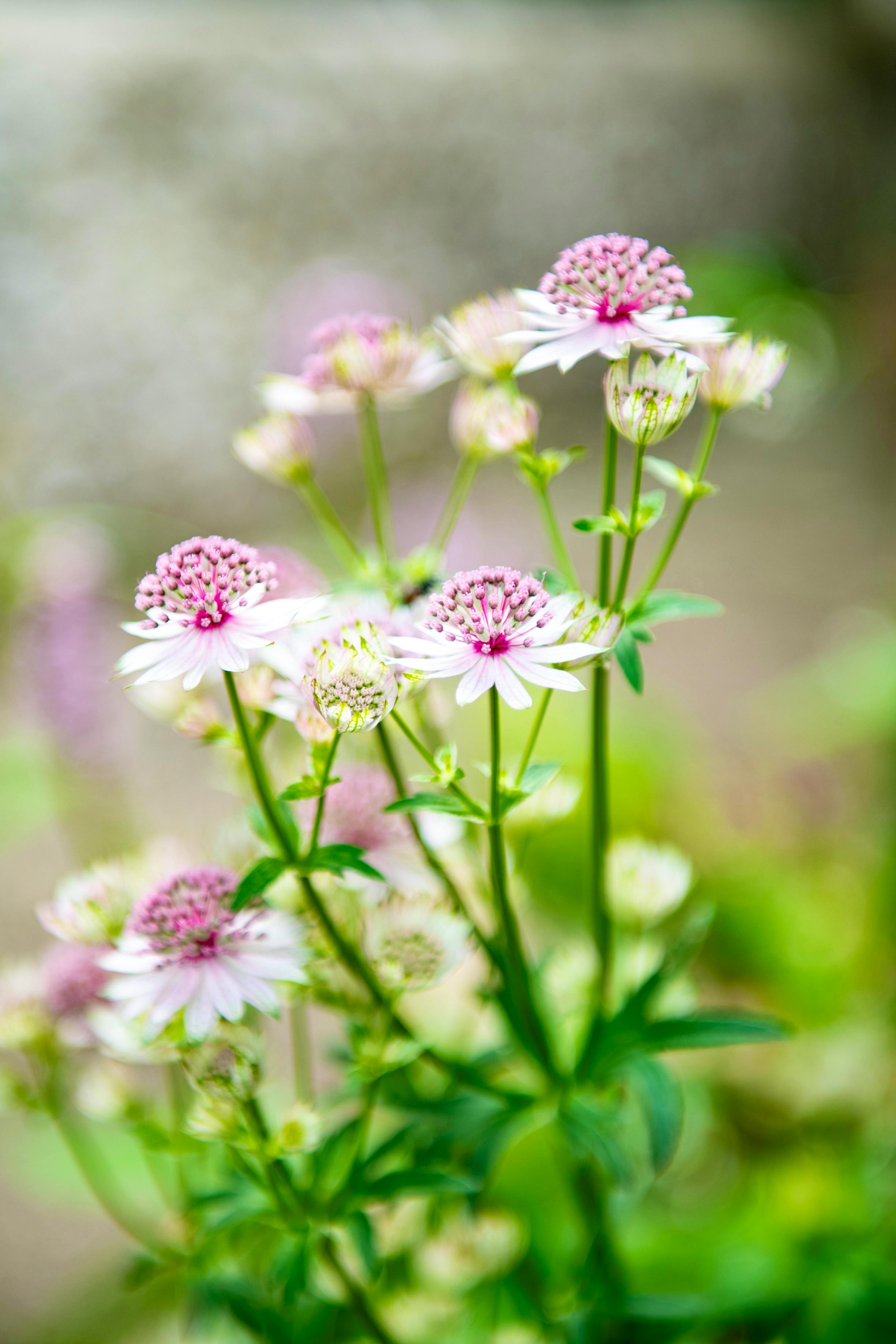 Astrantia in full glory