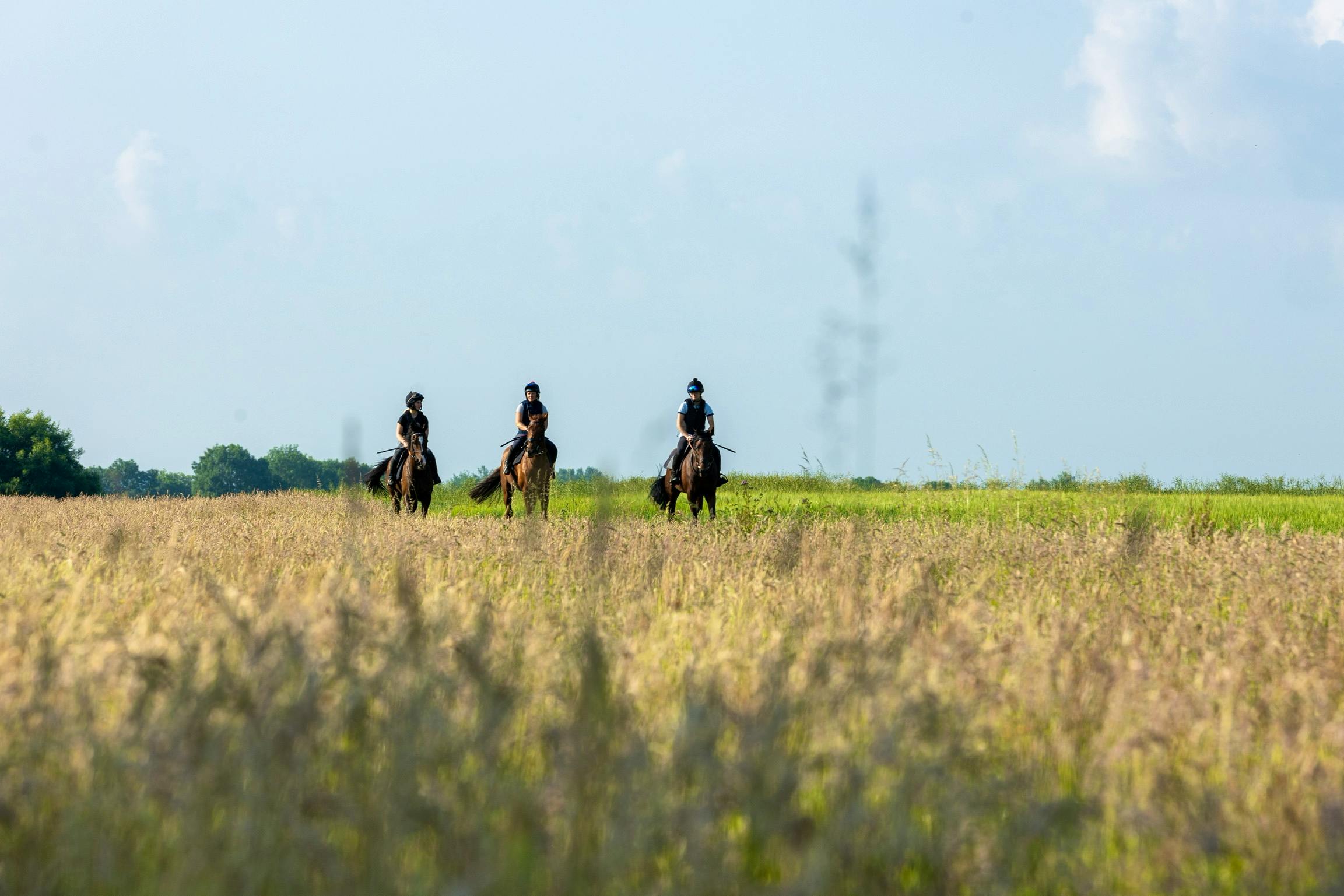 Racehorses coming home