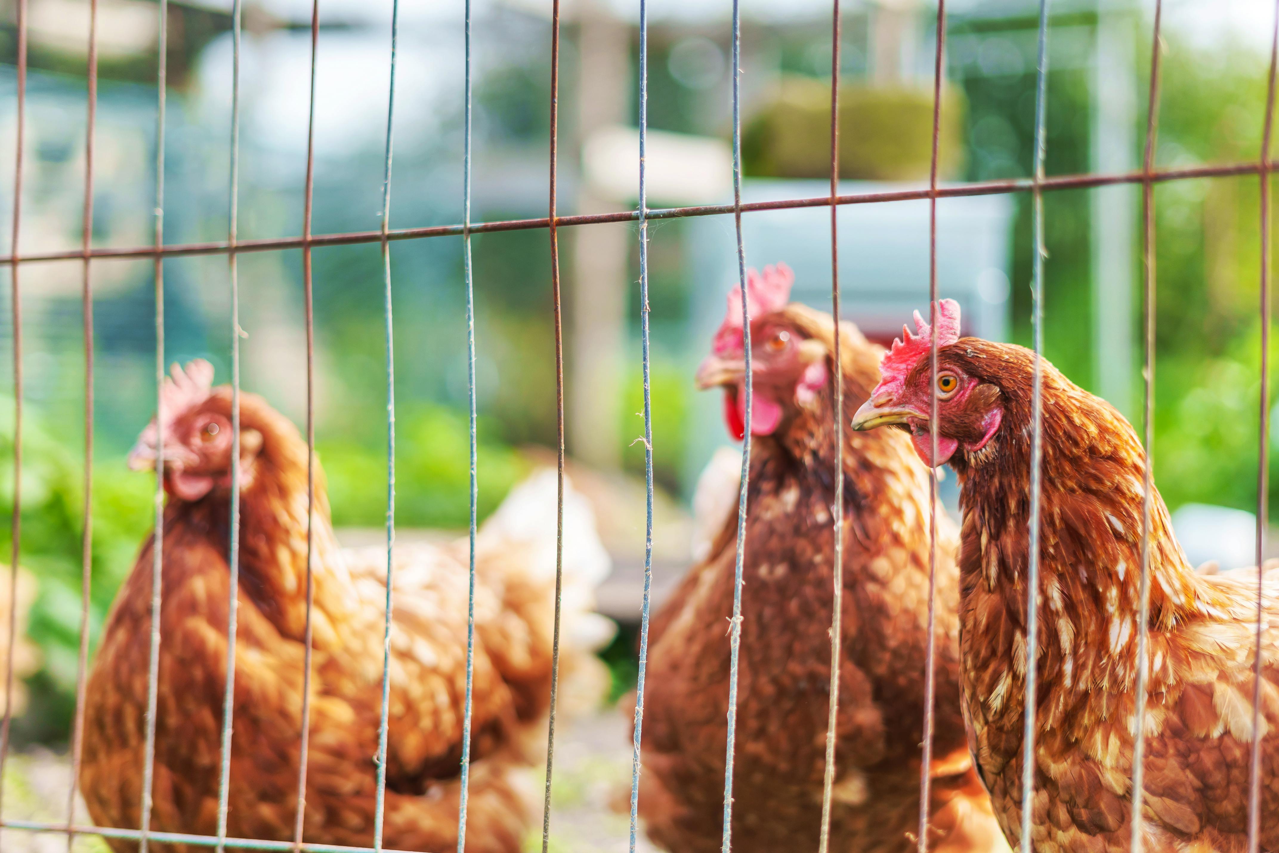 Caban Marta_chicken garden