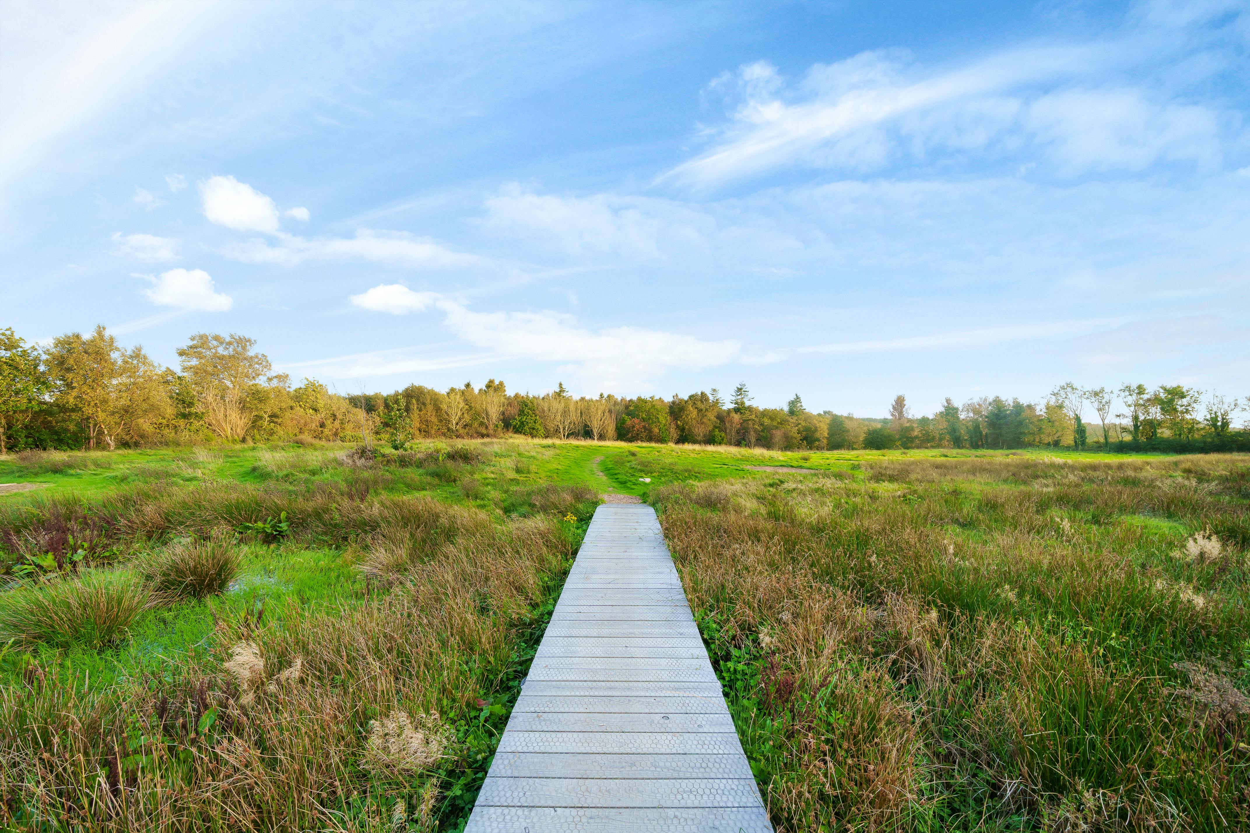 Cae Lal_marshy meadow 