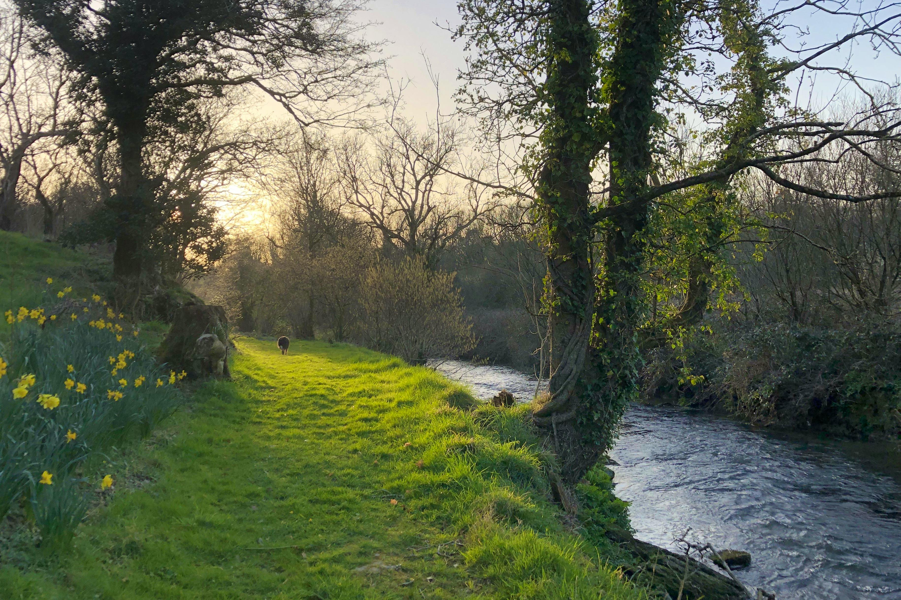 Streamside walk through the grounds