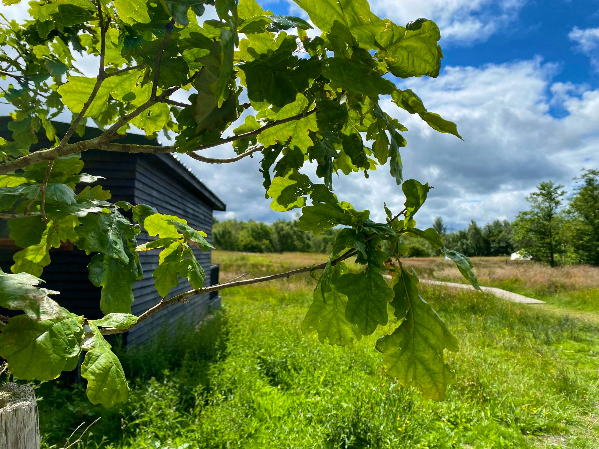 Caban y Gors_meadow cabin