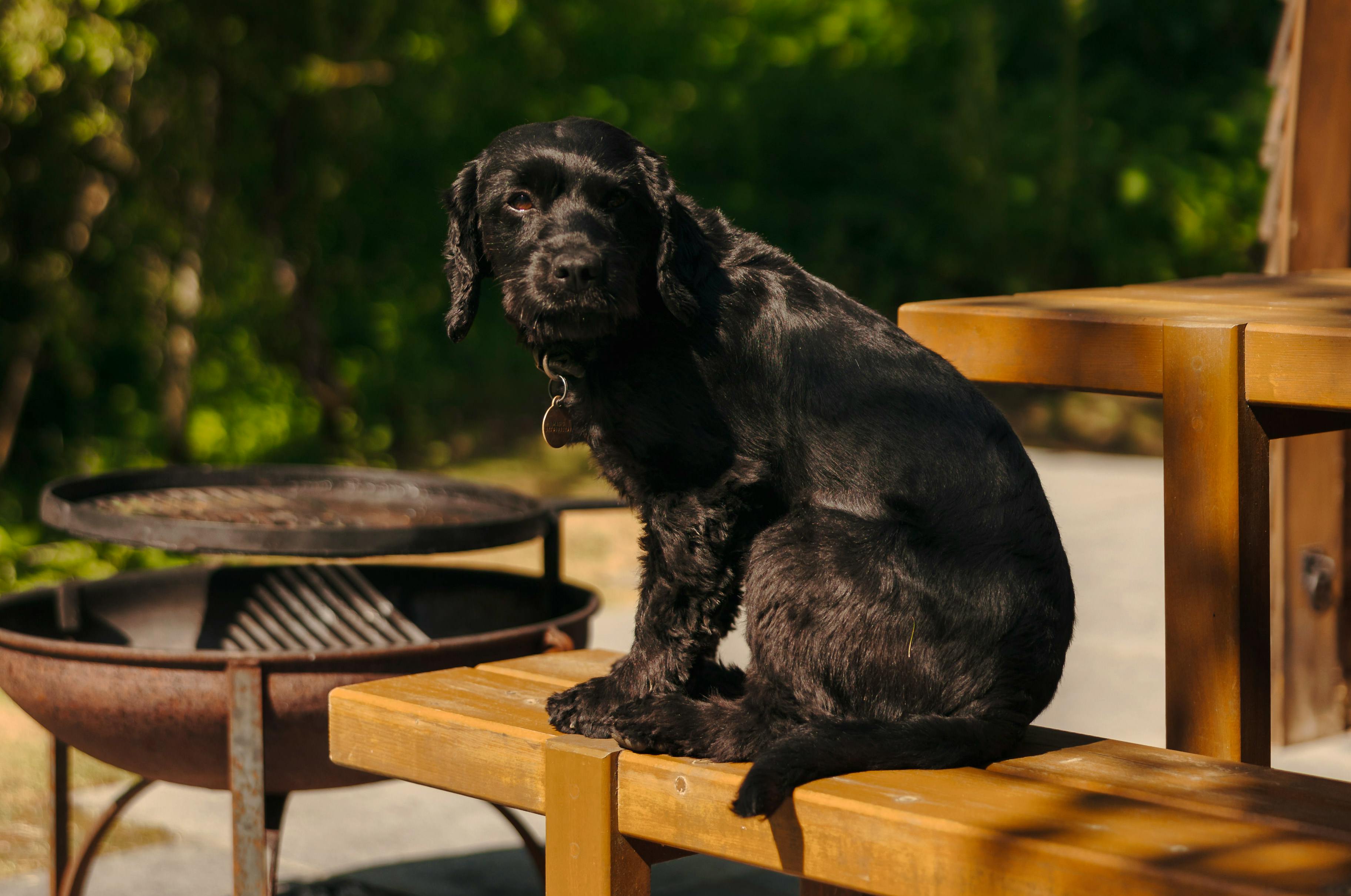 Dog Friendly in The Foxwood