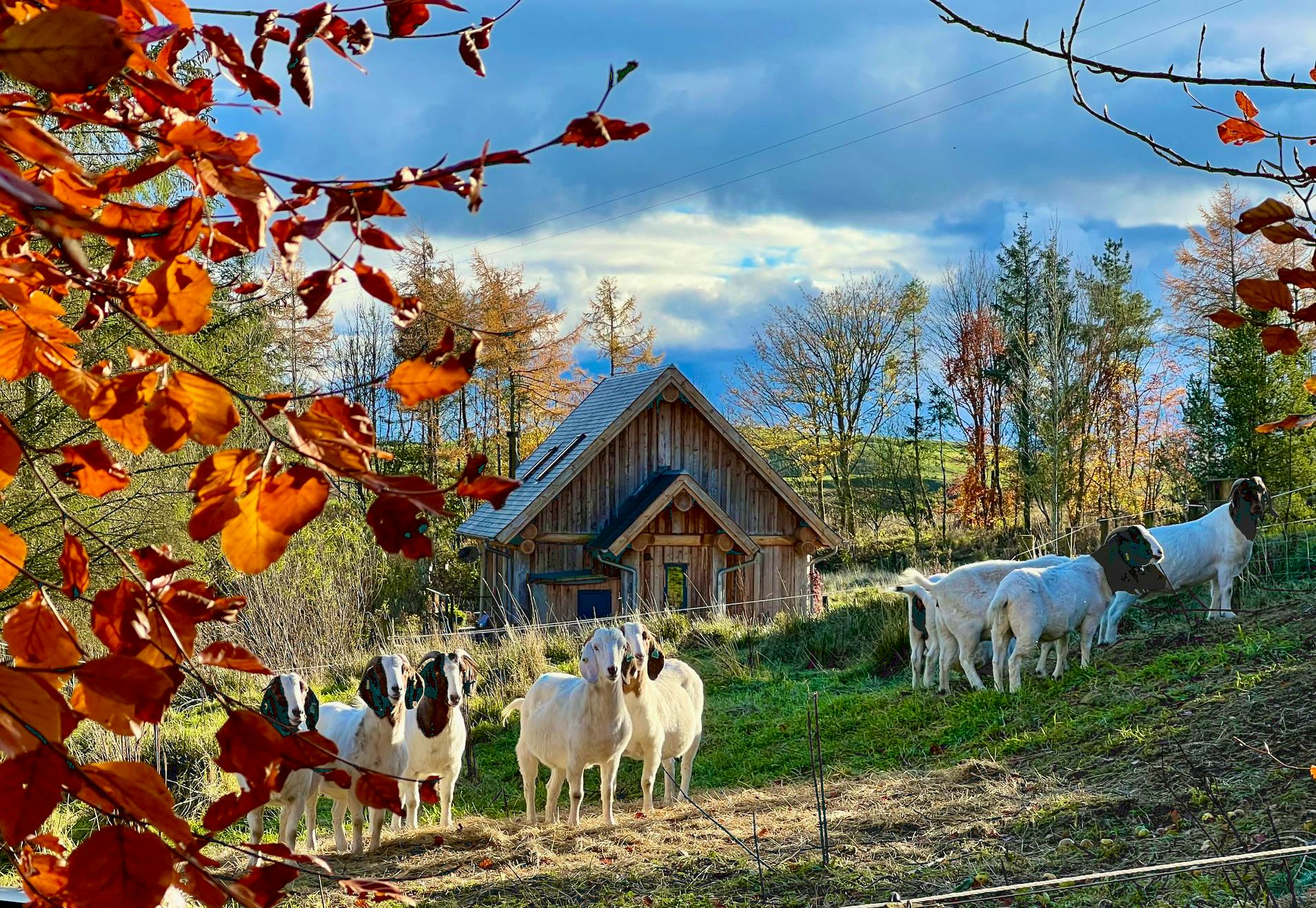 Resident goats on the Croft