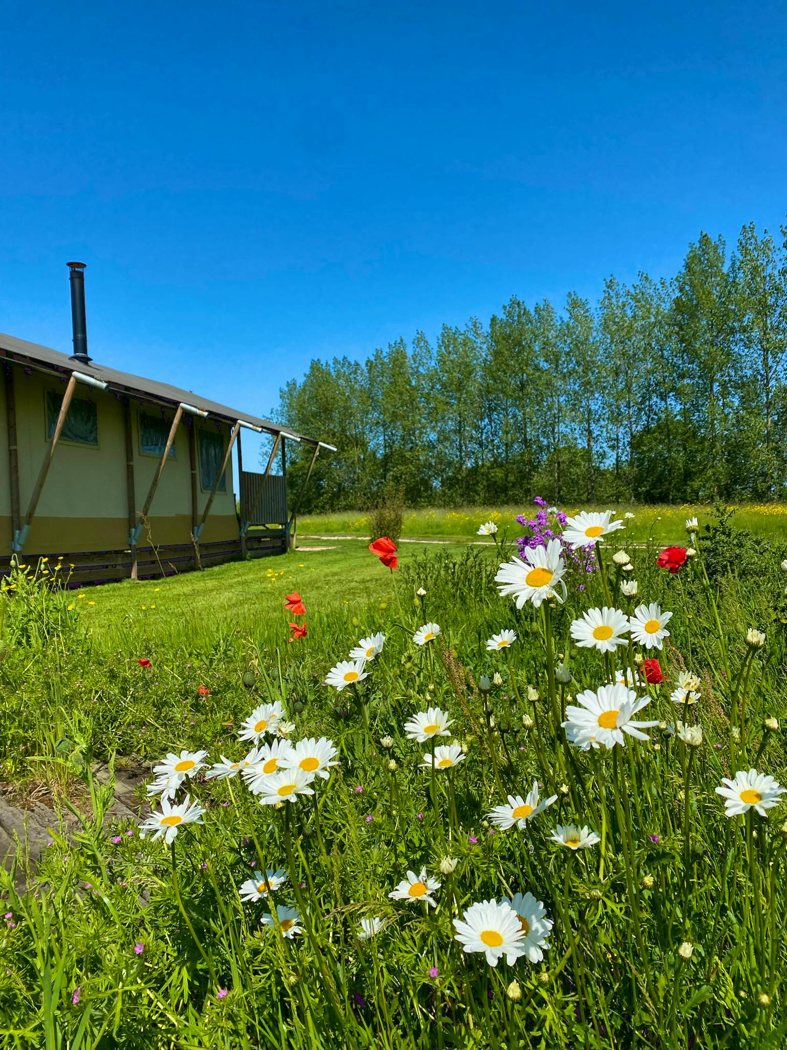 Tall Trees Glamping Luxury glamping in Somerset