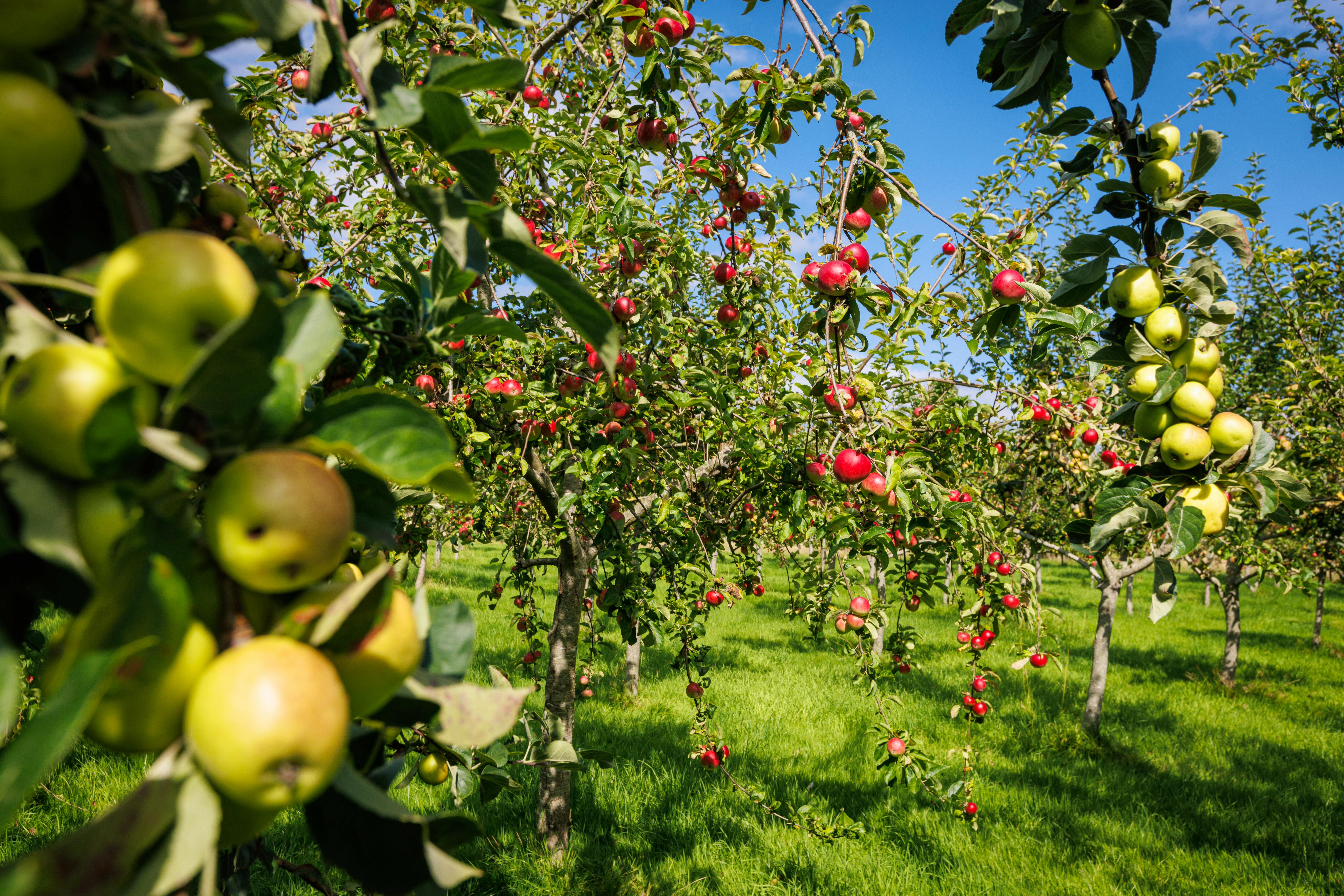 The orchard next to Brewhouse