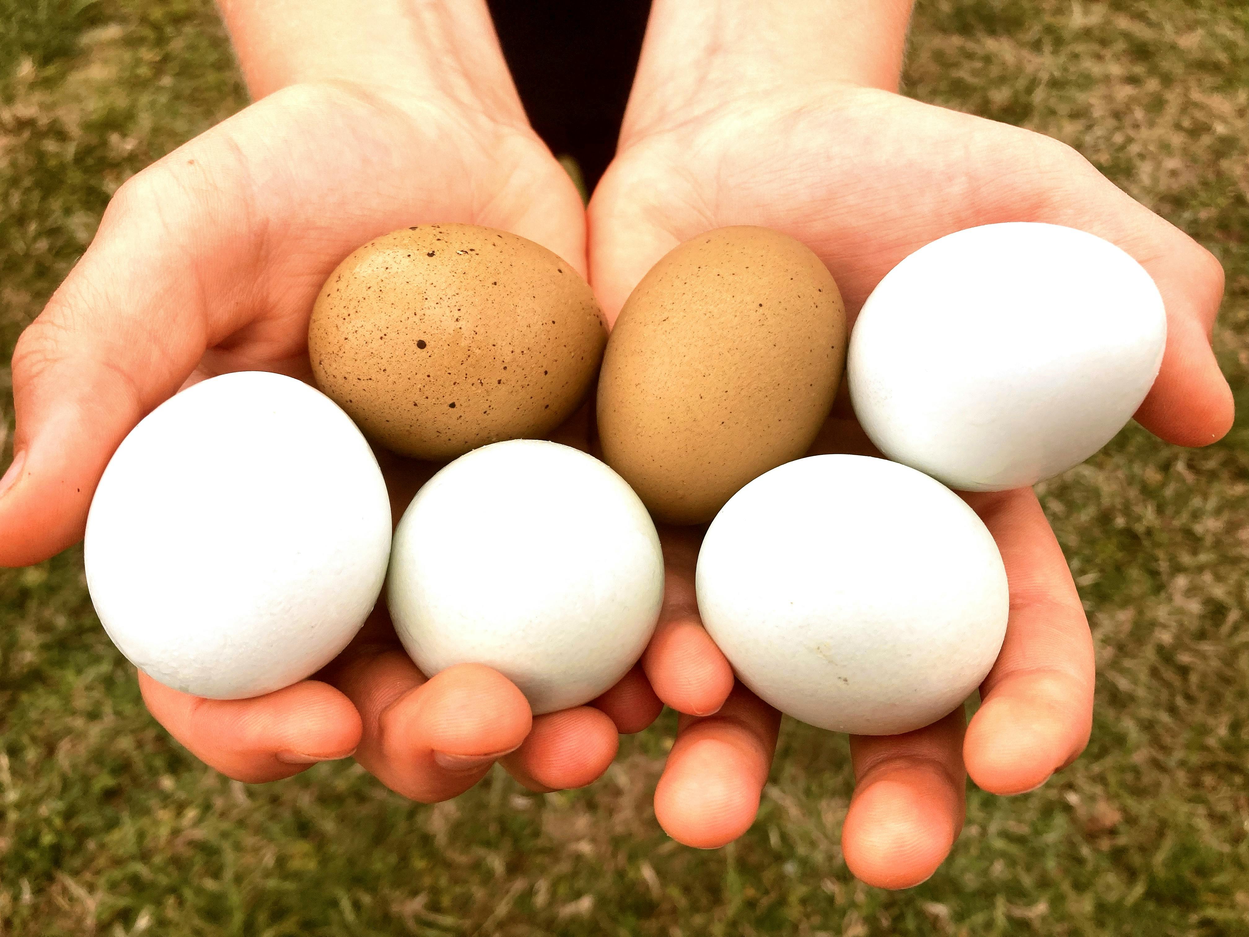 Own coop of garden hens to care for