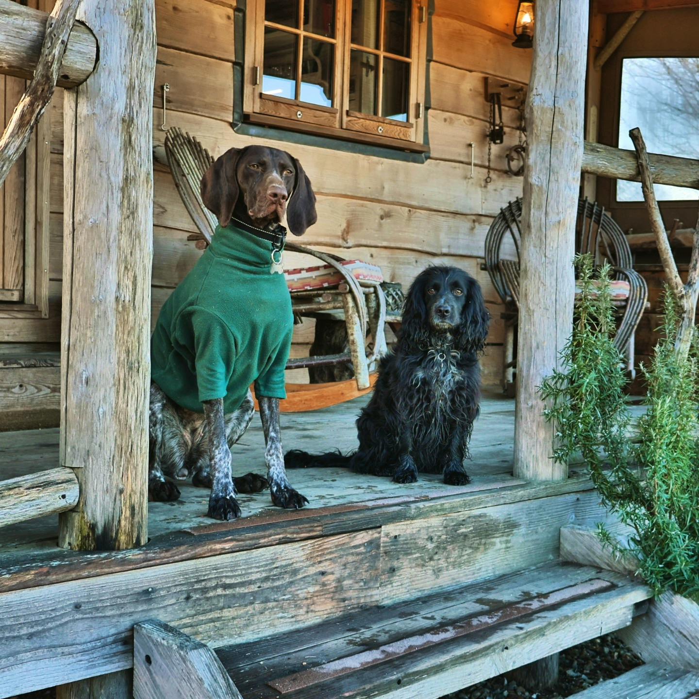 Spaniel and Pointer on cabin porch