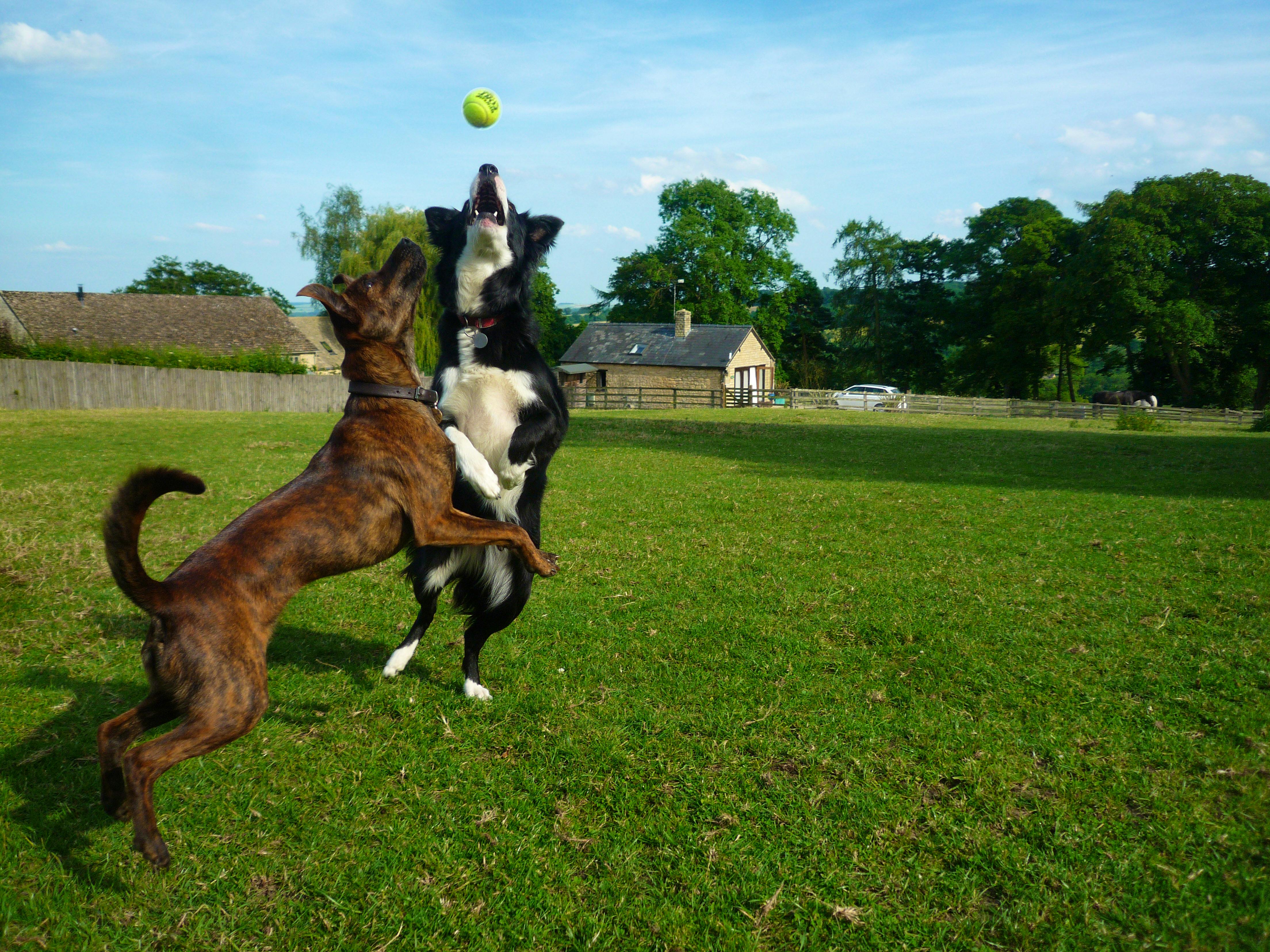 Happy dogs enjoy Swingletree